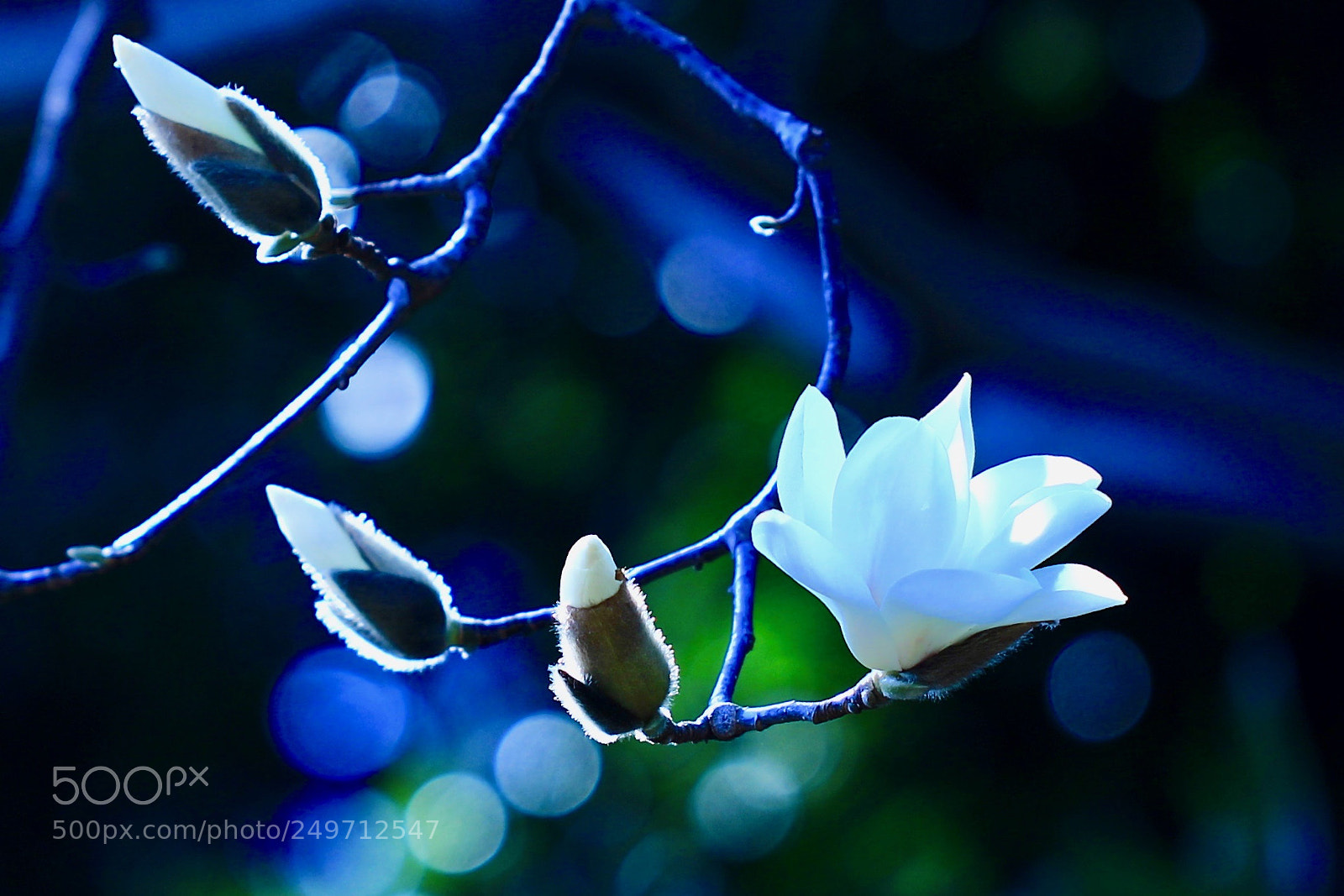 Canon EOS 700D (EOS Rebel T5i / EOS Kiss X7i) sample photo. Just opened... photography