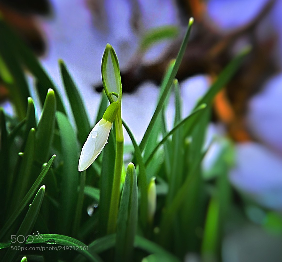 Nikon D5300 sample photo. Schneeglöckchen! photography