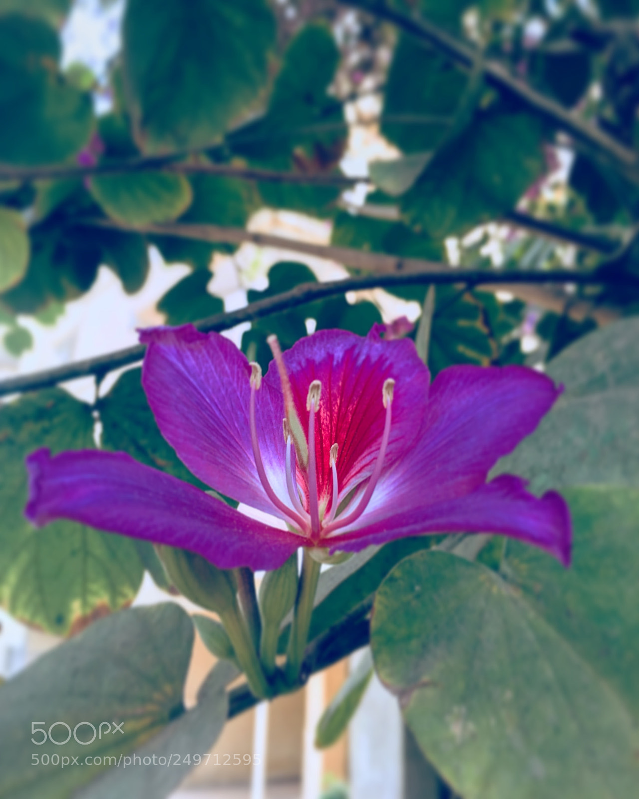 Apple iPhone 6s Plus sample photo. Untitled photography
