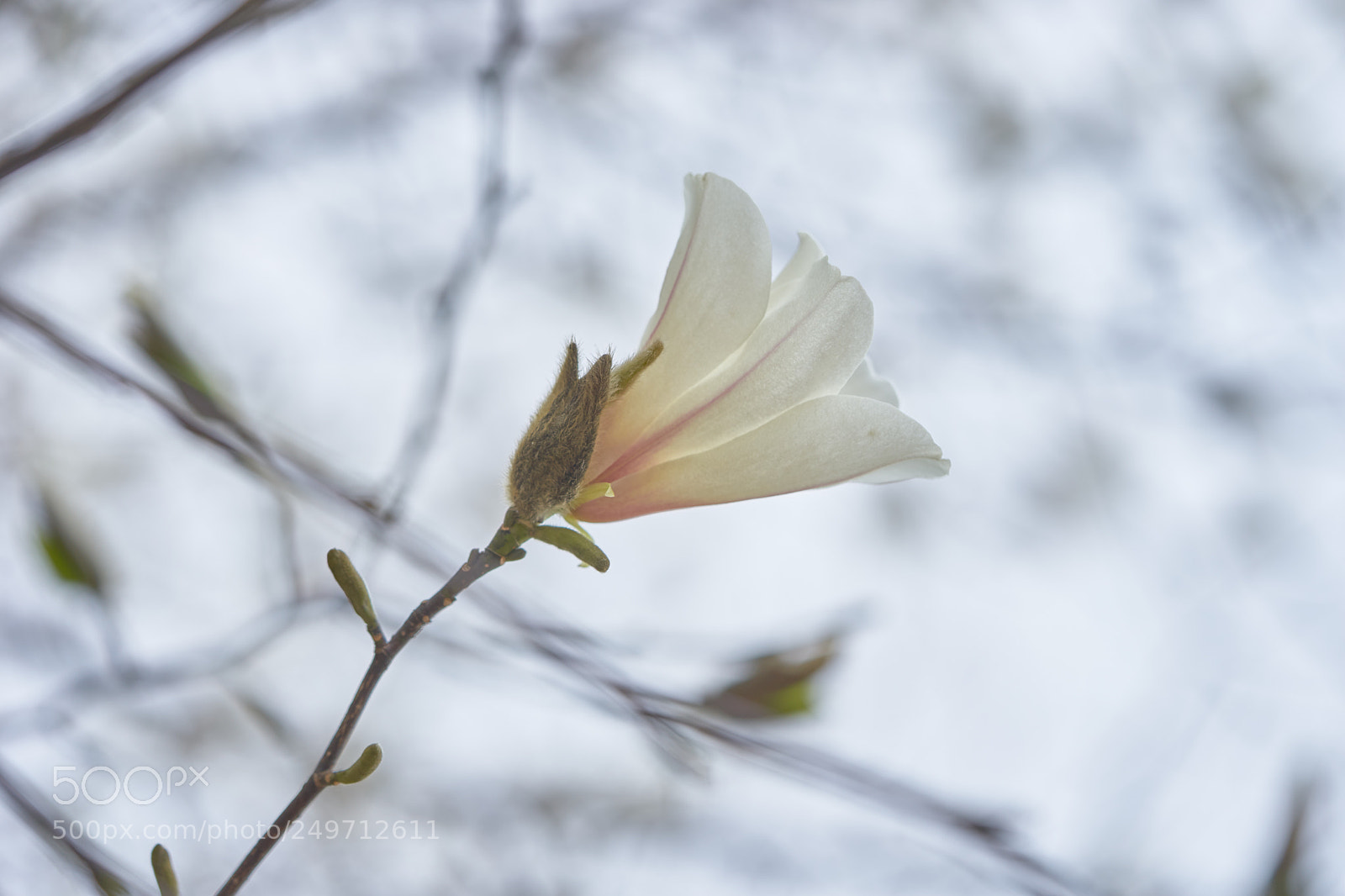 Sony a7 sample photo. Flowers 6239 photography