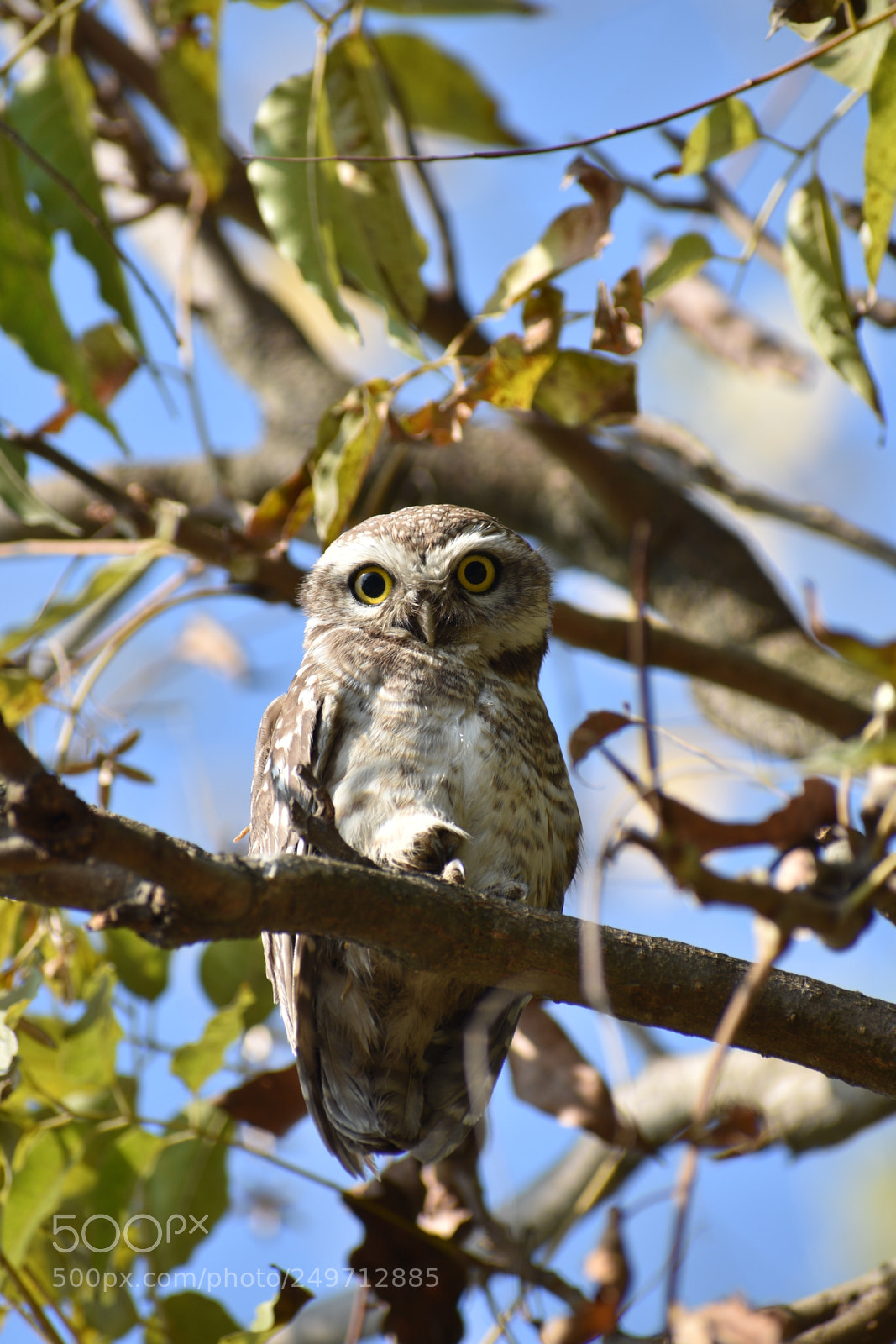 Nikon D3400 sample photo. Little owl photography