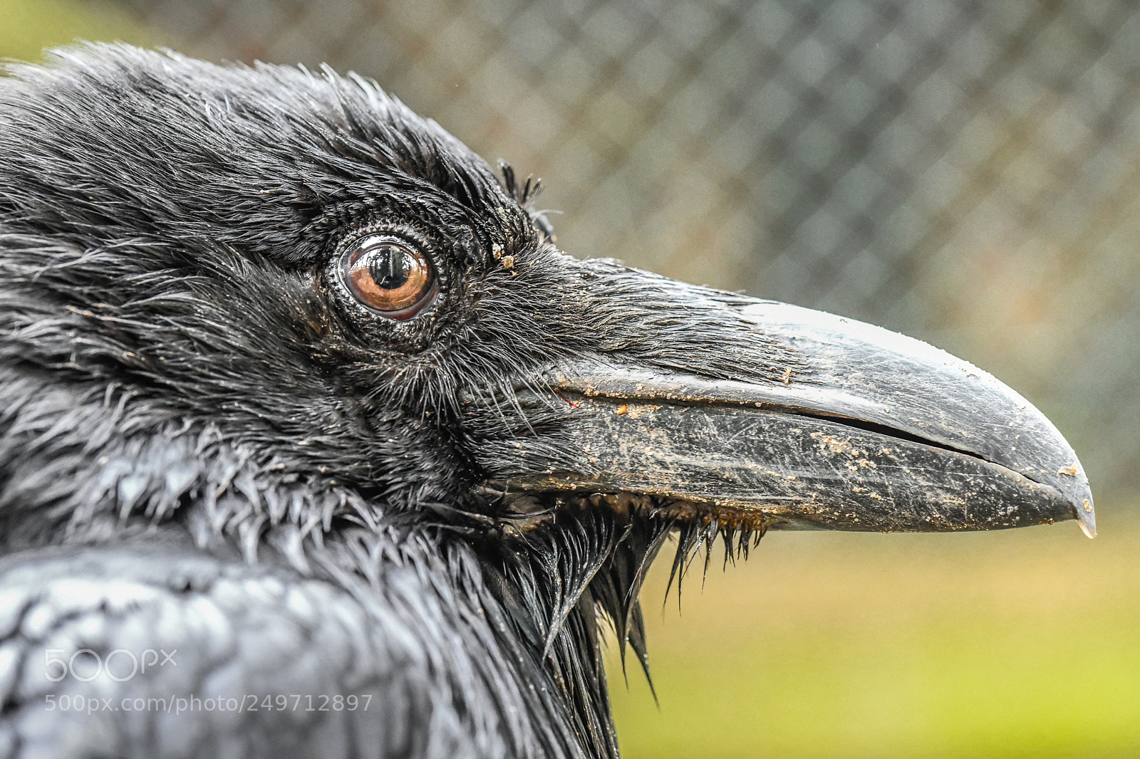 Nikon D850 sample photo. Raven photography