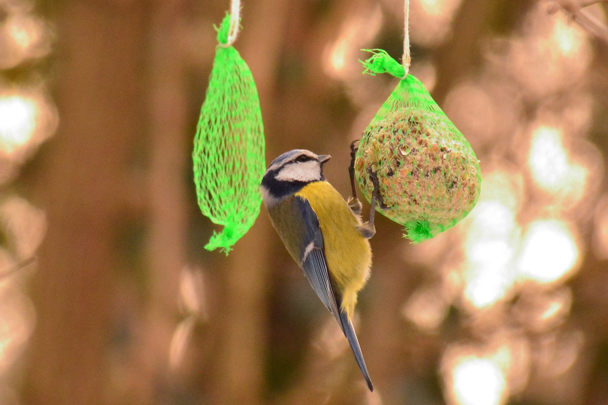 Nikon D3200 + Sigma 18-250mm F3.5-6.3 DC Macro OS HSM sample photo. Feeding time photography