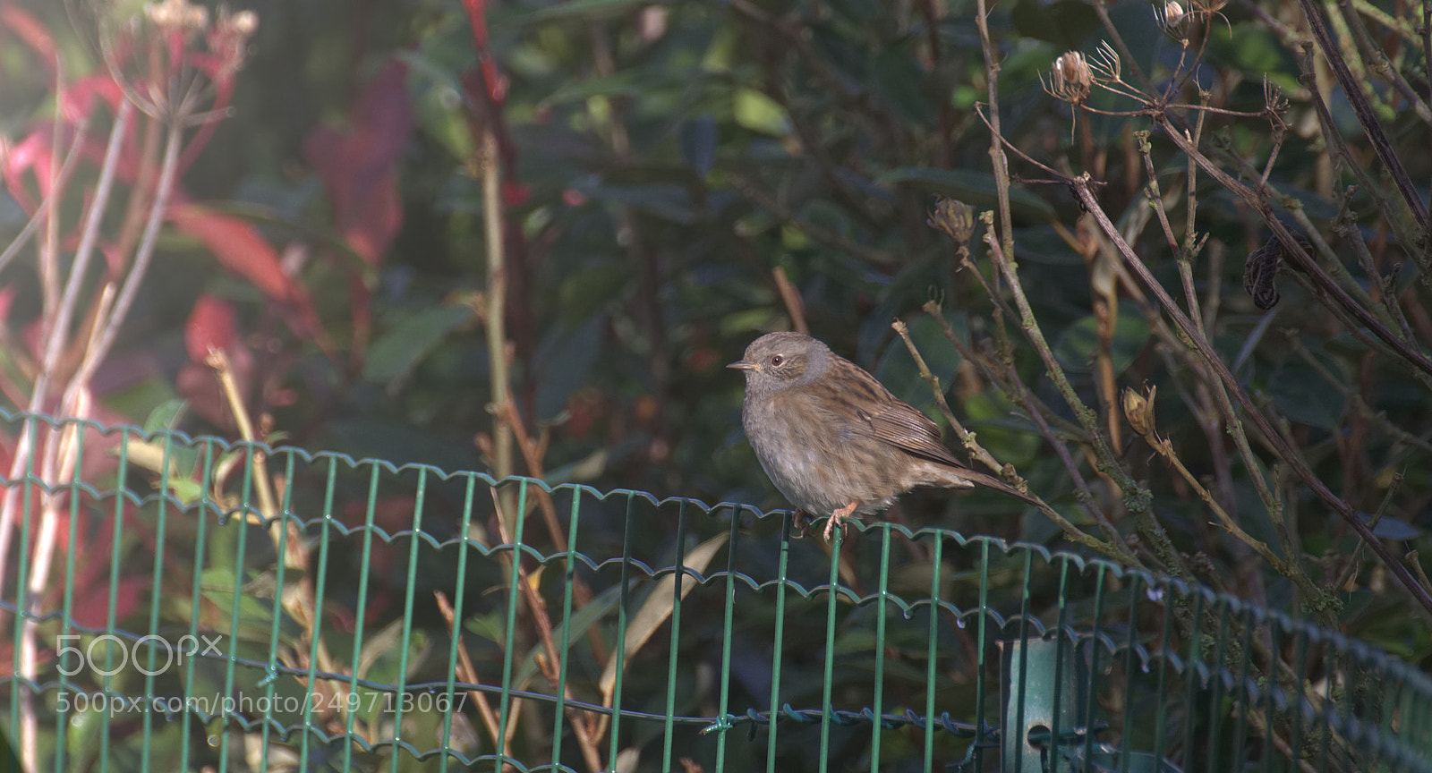 Nikon D5100 sample photo. Accenteur mouchet dunnock photography