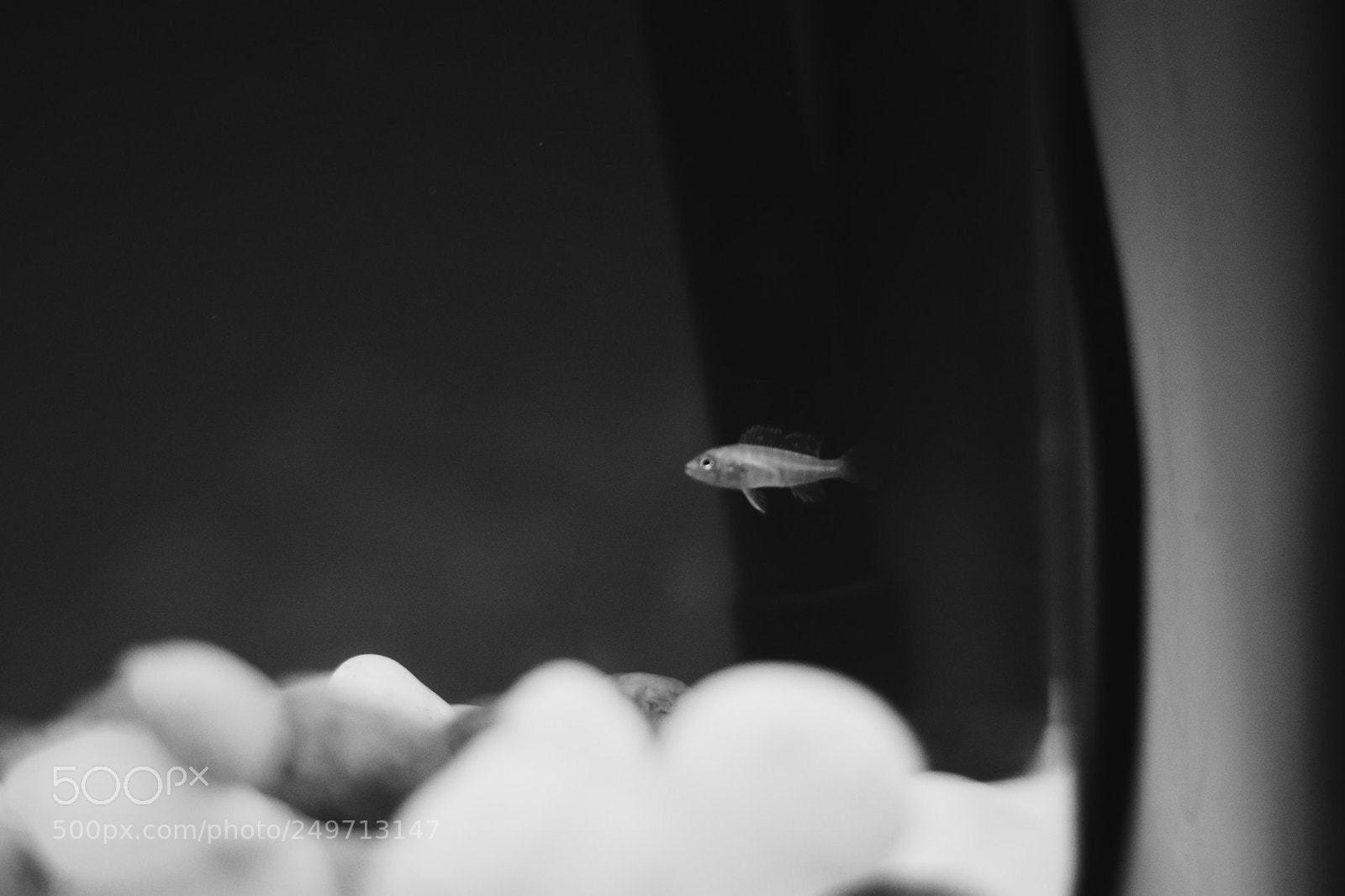 Nikon D7200 sample photo. Single photography