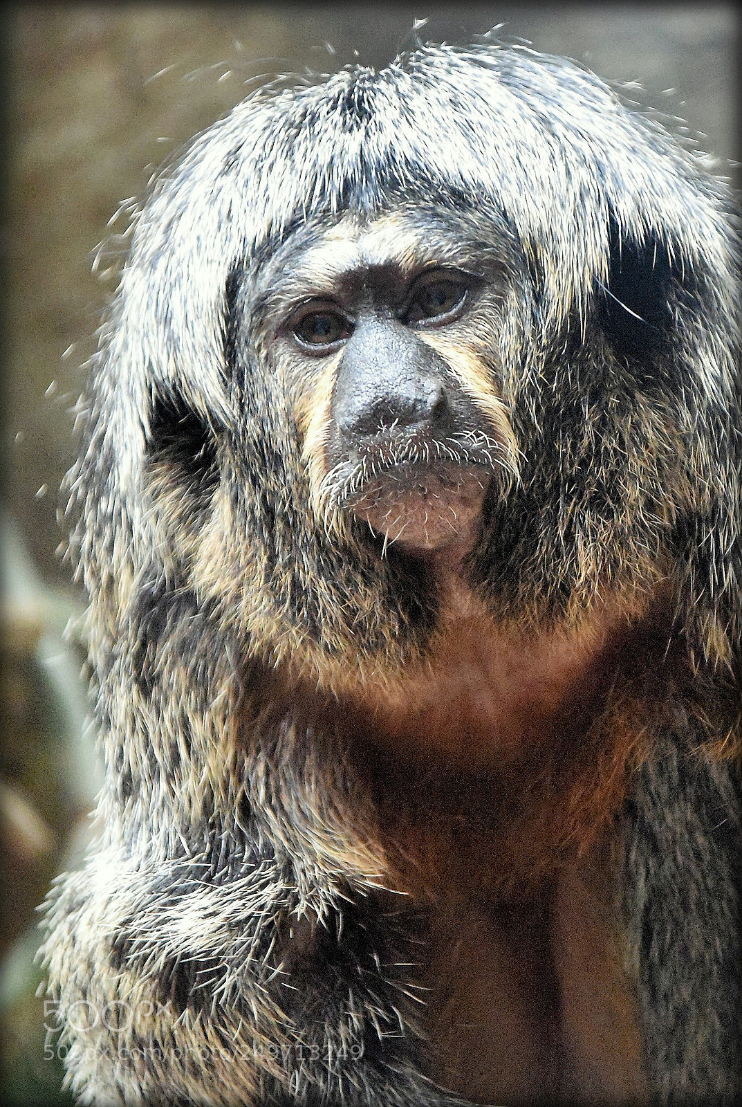 Nikon D810 sample photo. "monkey portrait" photography