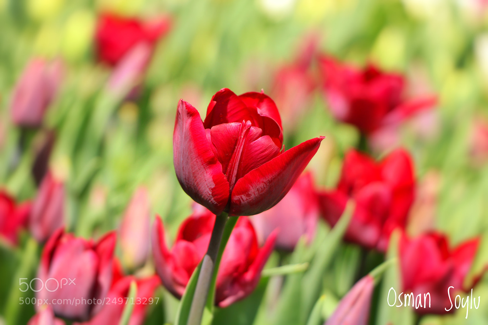 Canon EOS 760D (EOS Rebel T6s / EOS 8000D) sample photo. Tulip photography