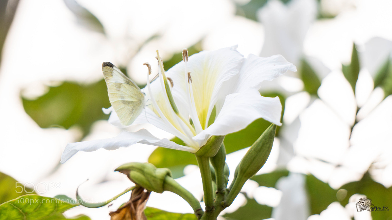 Sony a6300 sample photo. Butterfly and flowers photography
