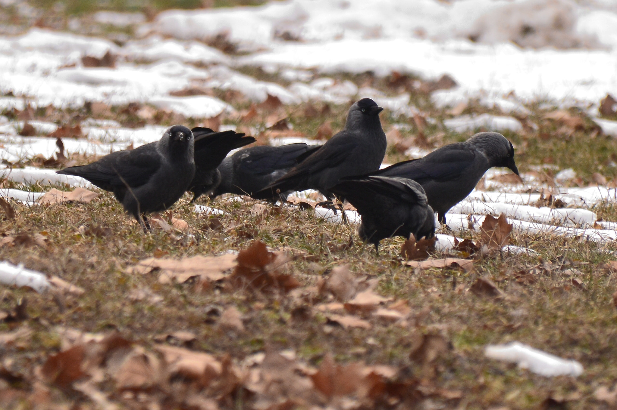 Nikon D3200 + Sigma 18-250mm F3.5-6.3 DC Macro OS HSM sample photo. Jackdaws photography