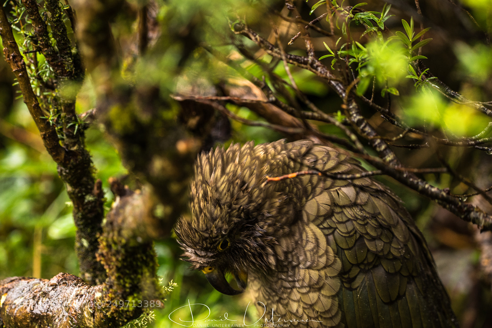 Nikon D750 sample photo. Hiding kea photography