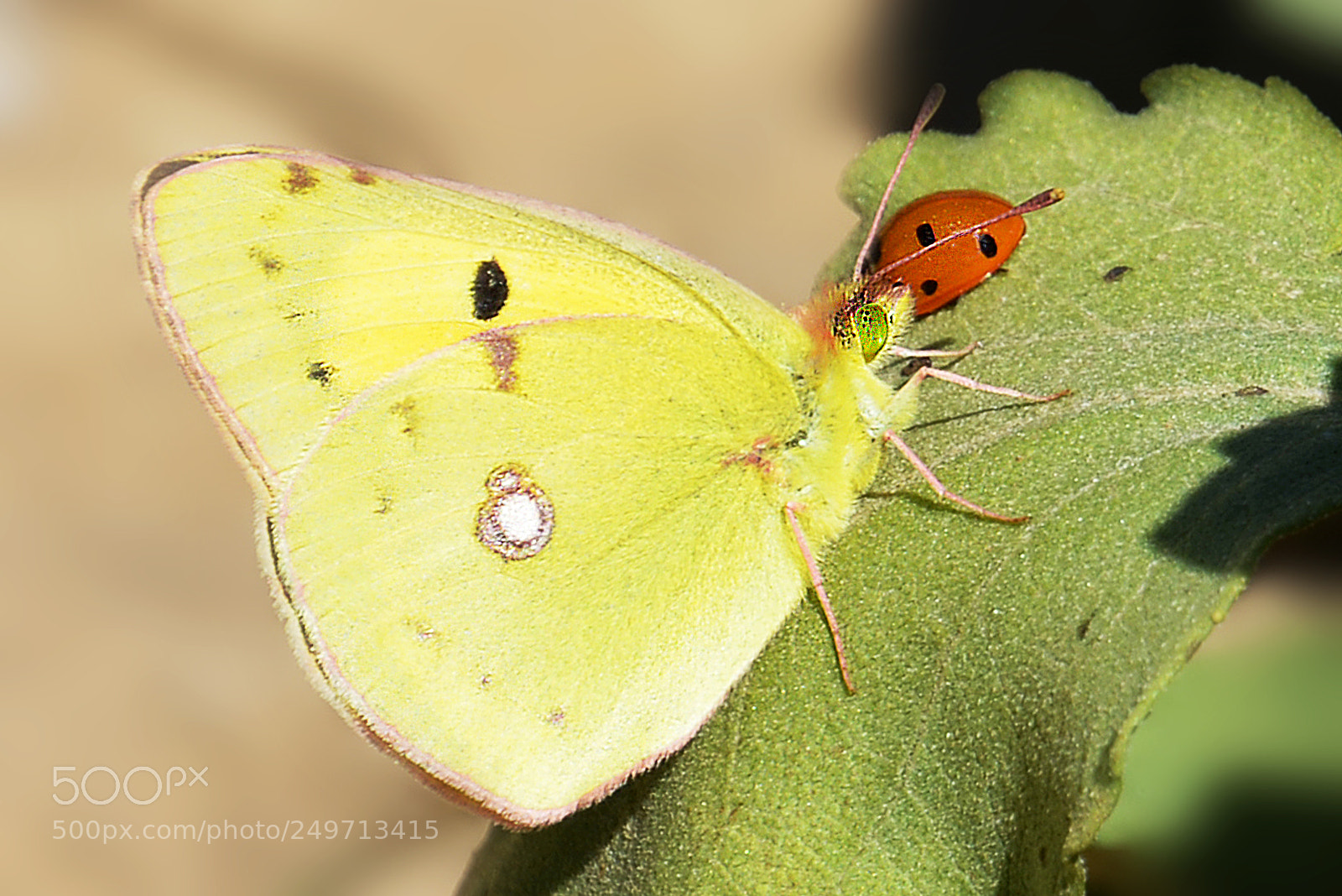 Nikon D5200 sample photo. Compatiendo espacio photography