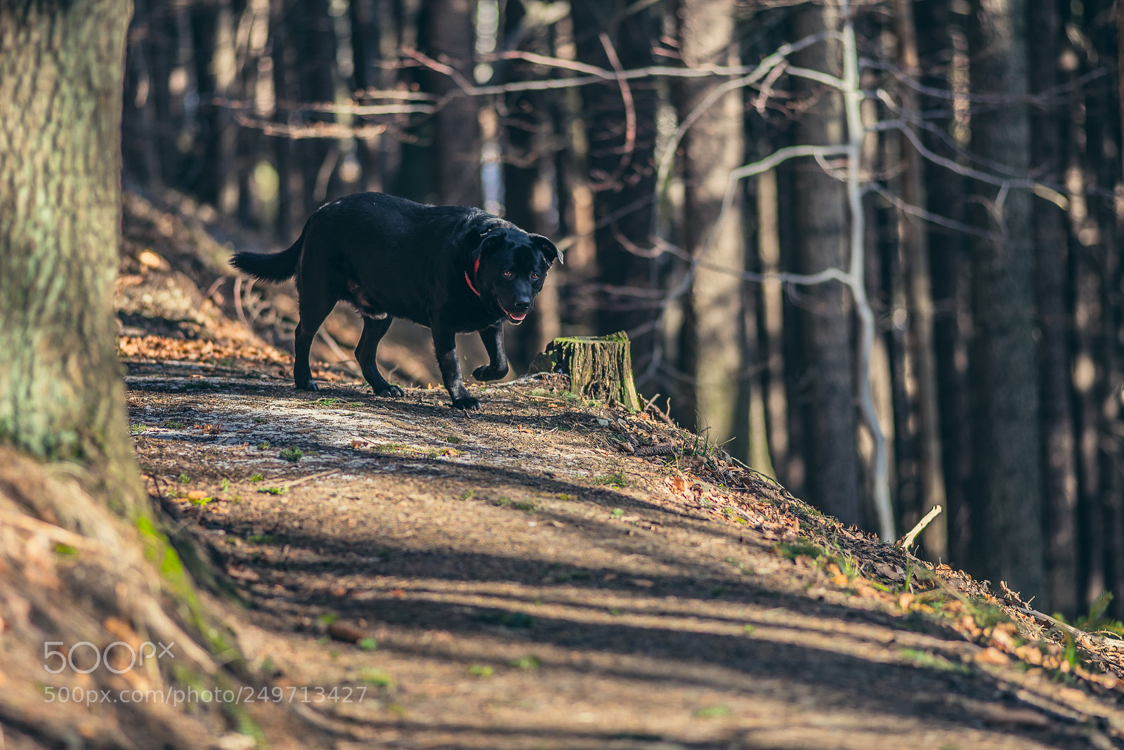 Nikon D750 sample photo. "stanisław" and around photography