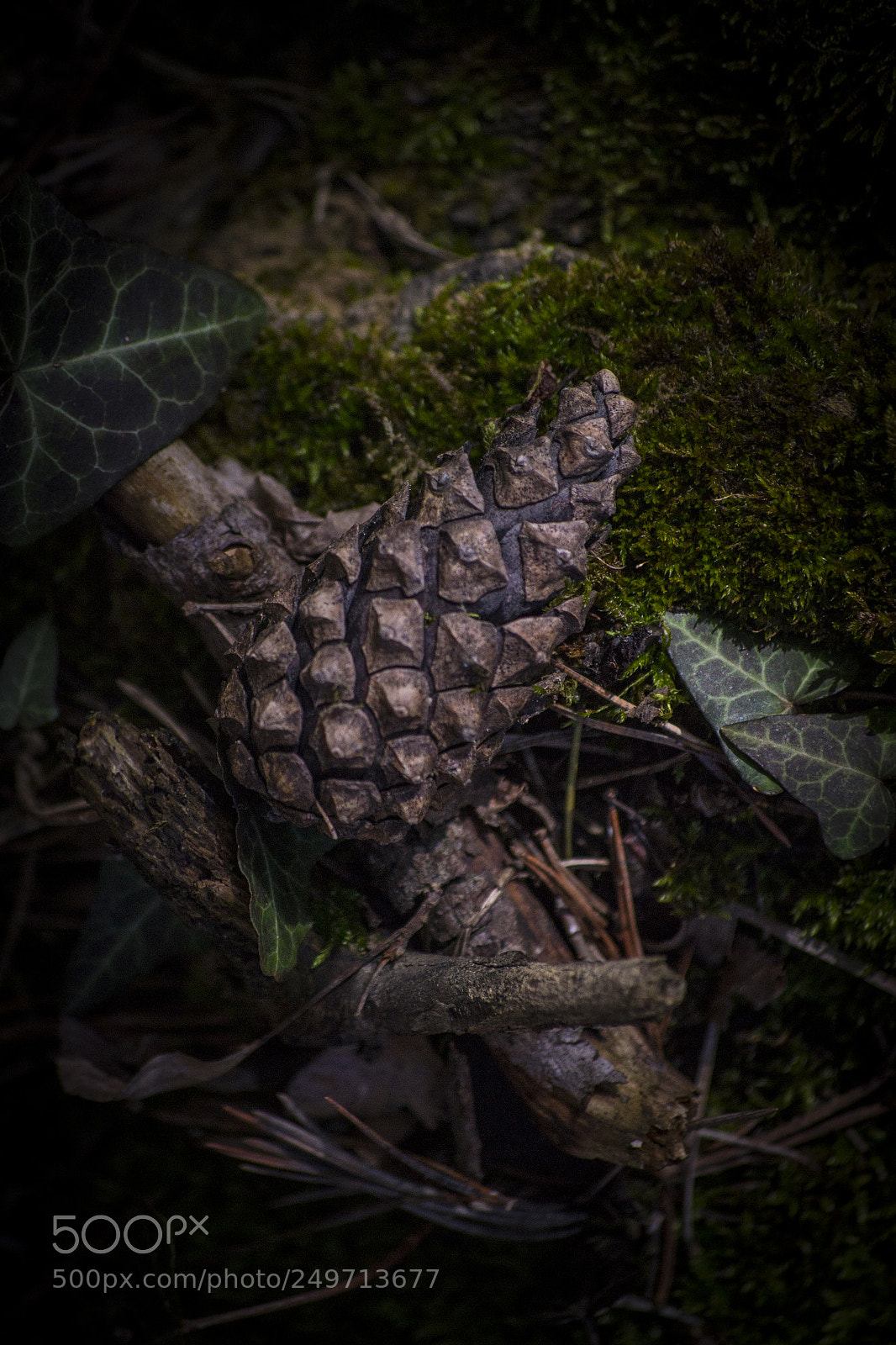 Nikon D3100 sample photo. The scent of the photography