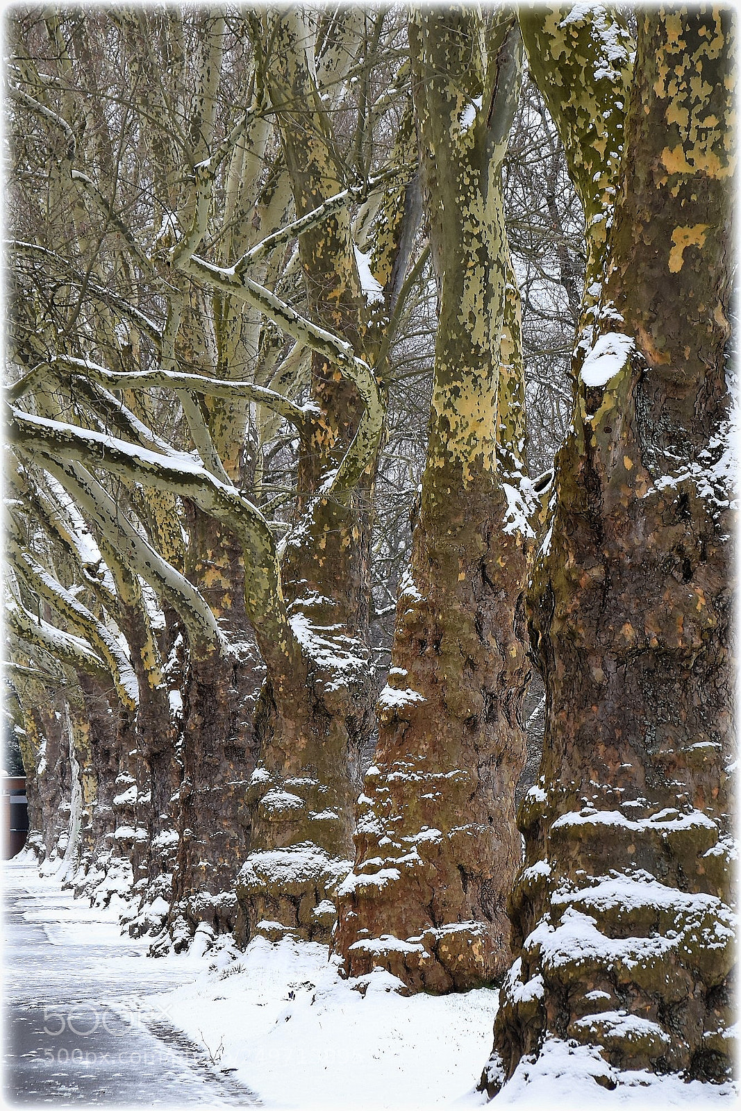 Nikon D810 sample photo. "trees" photography
