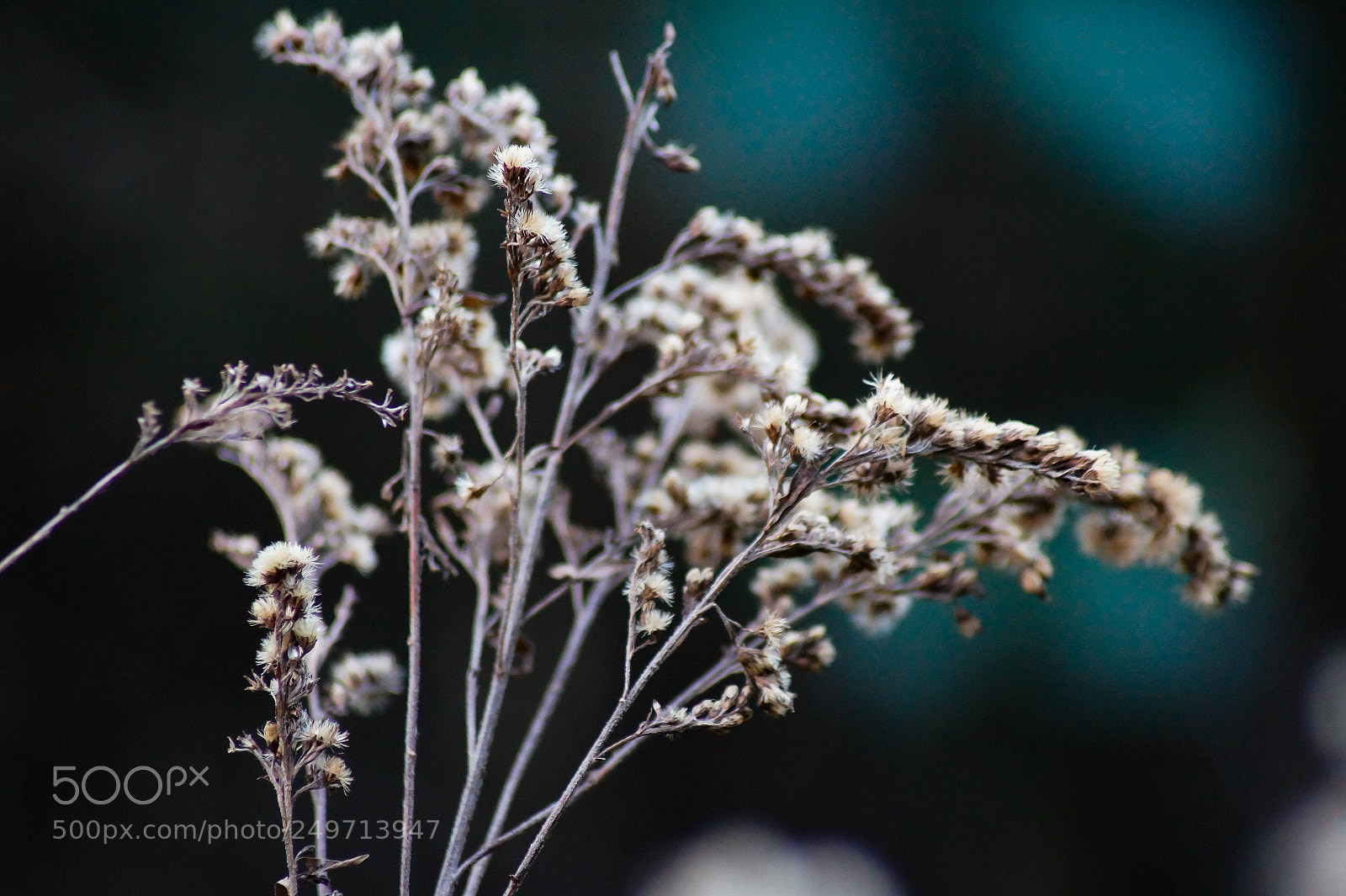 Sony SLT-A58 sample photo. Macro plant photography