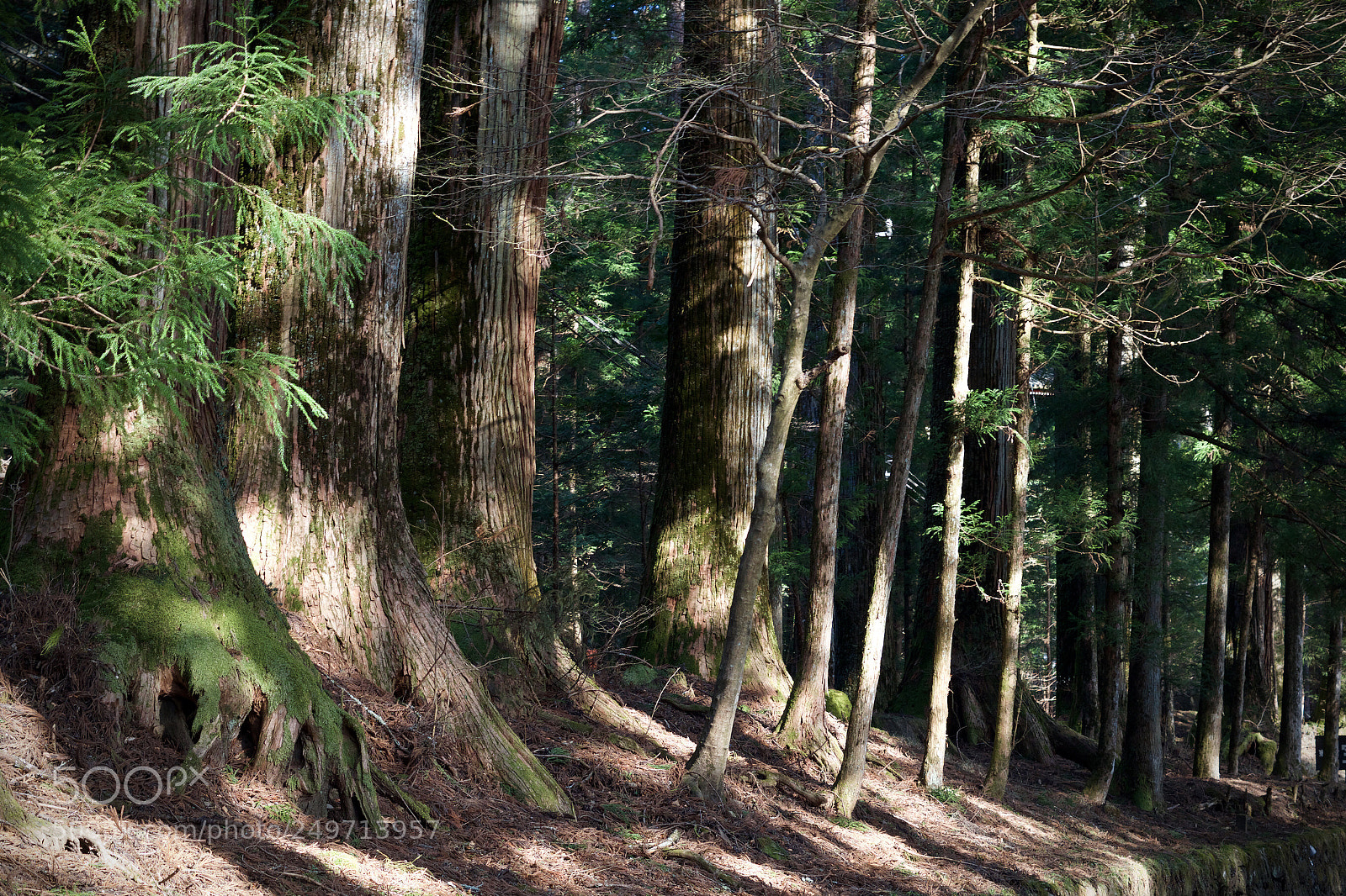 Pentax K-S2 sample photo. Shrines and temples of photography