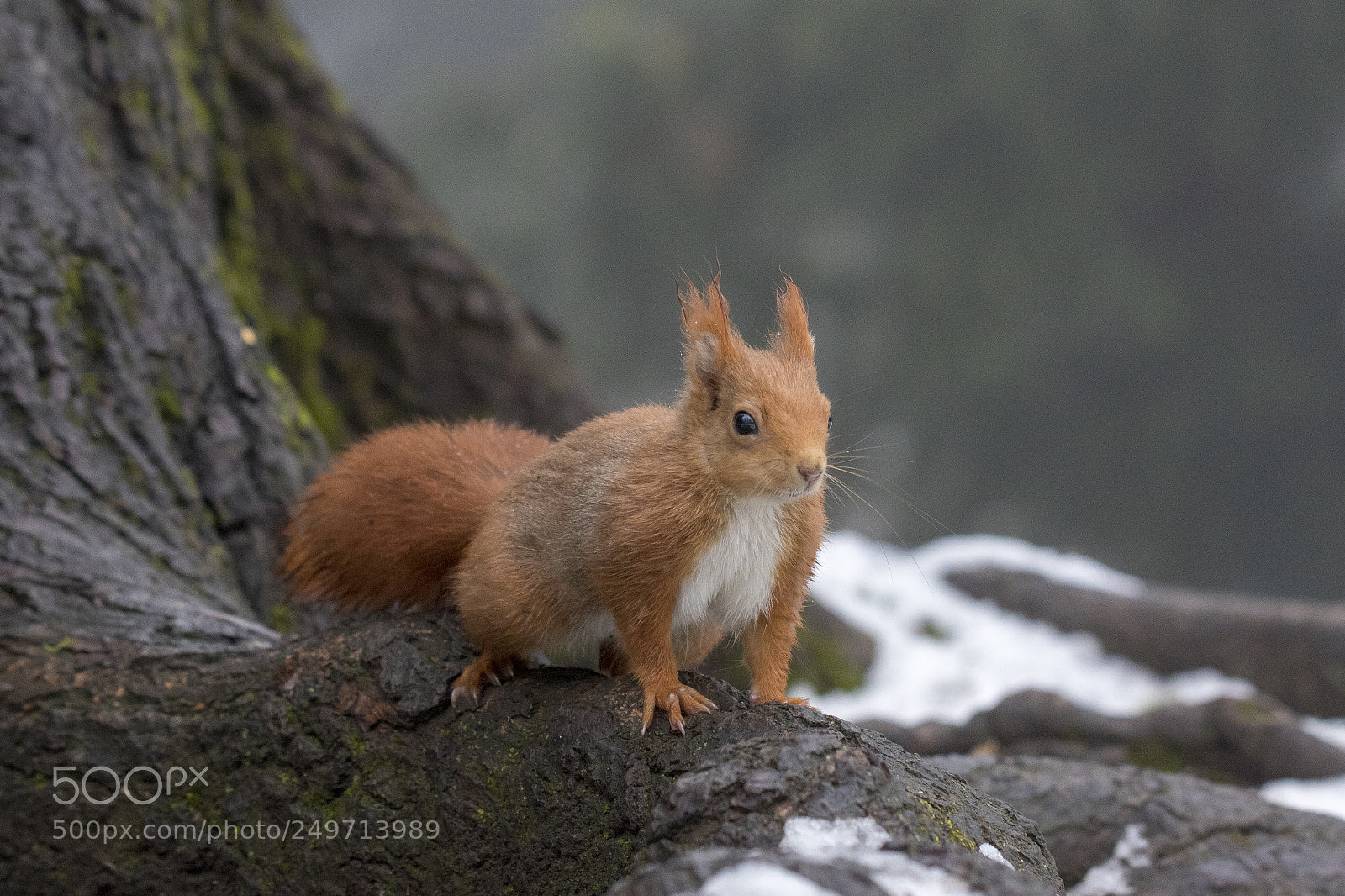 Canon EOS 7D Mark II sample photo. Winter squirrel photography