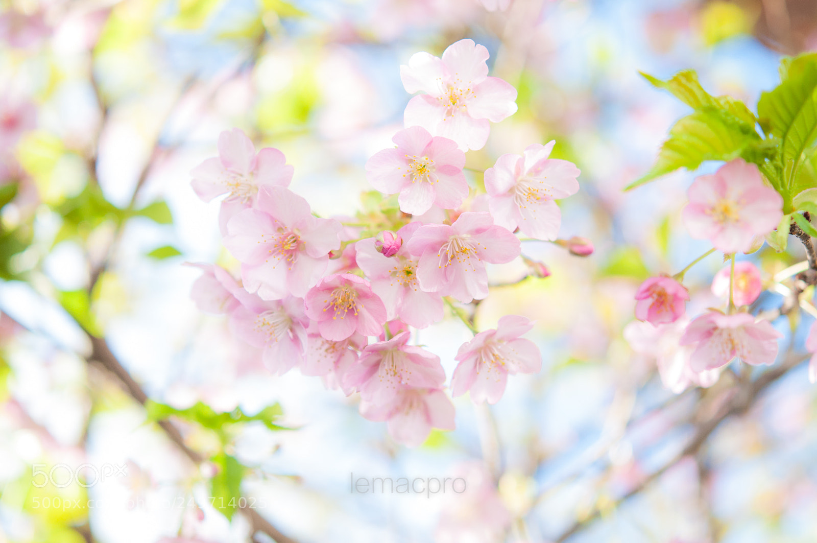 Nikon D90 sample photo. Kawazu-zakura(sakura) photography
