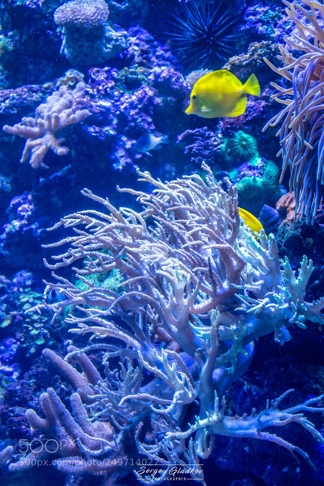 Nikon D5200 sample photo. Underwater world photography