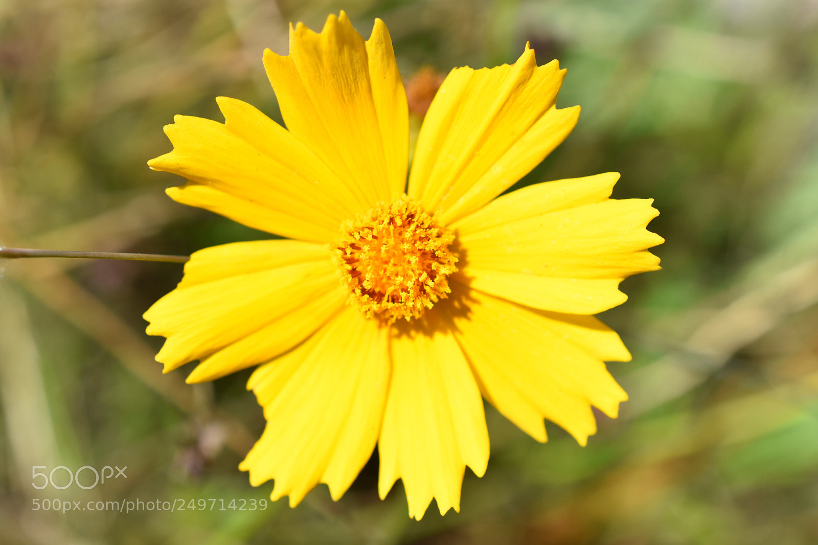 Nikon D3400 sample photo. A burst of yellow photography