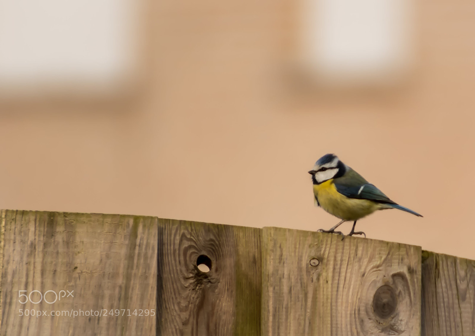 Nikon D500 sample photo. Little tit photography