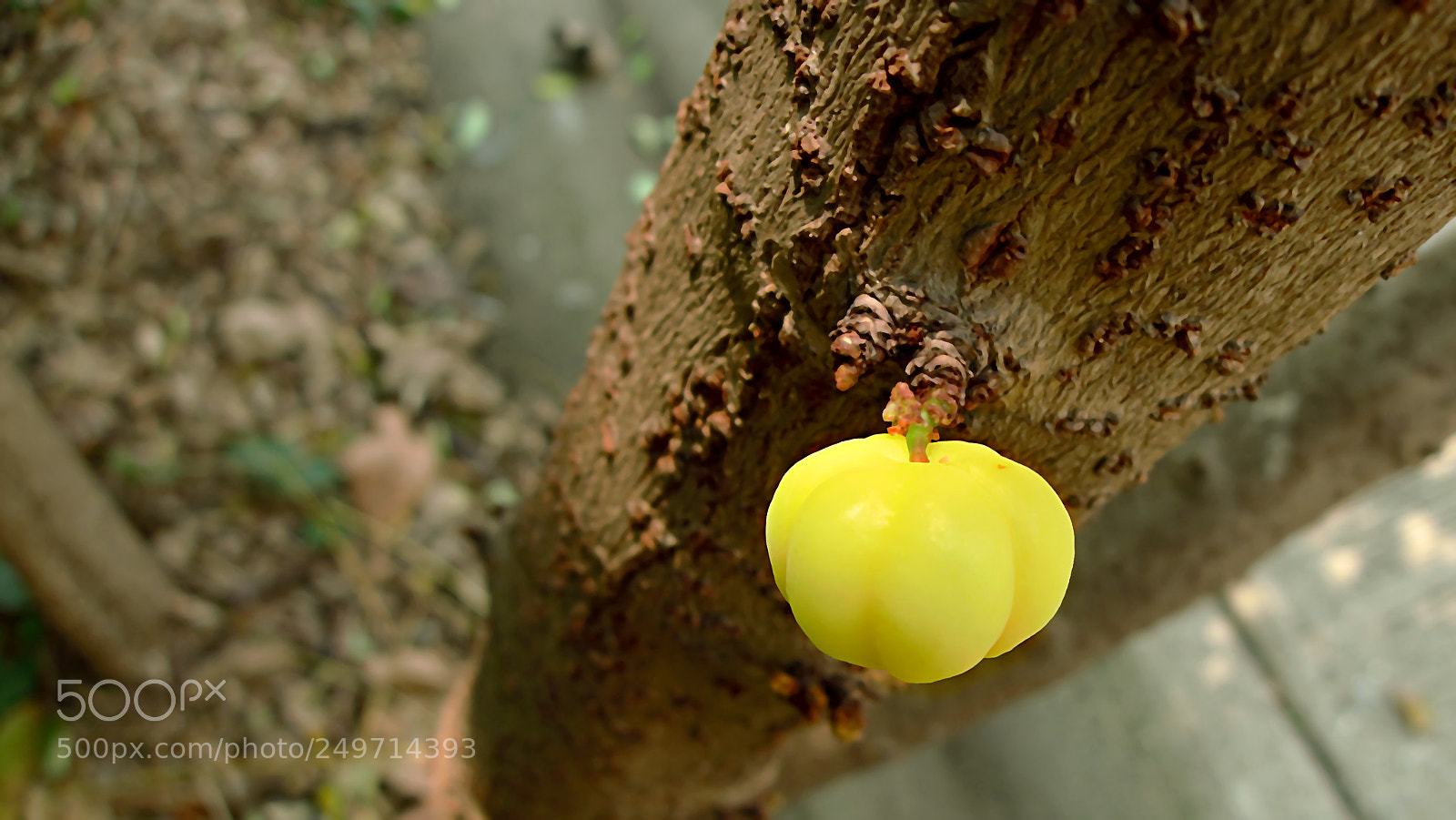 Panasonic Lumix DMC-LX5 sample photo. Star gooseberry photography