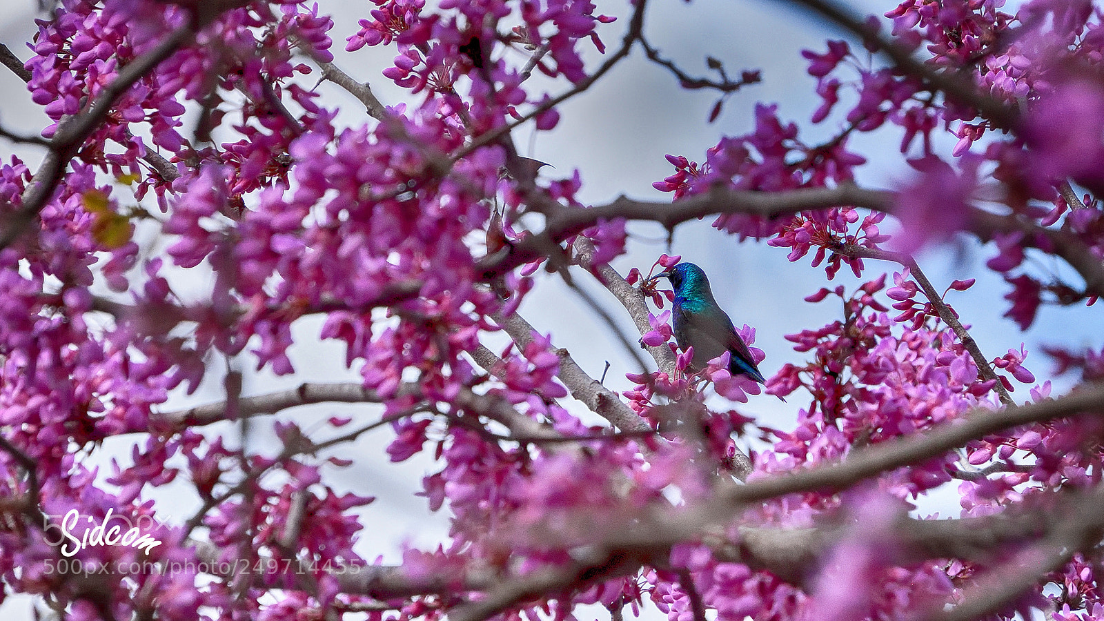 Nikon D3300 sample photo. Male cinnyris osea bird photography