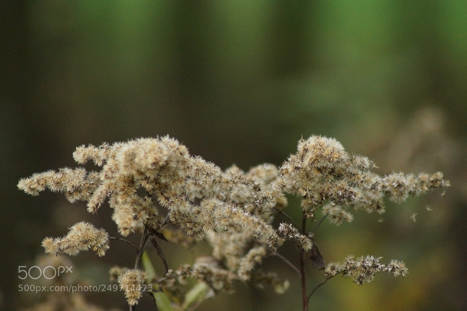 Sony SLT-A58 sample photo. Macro photo of a photography