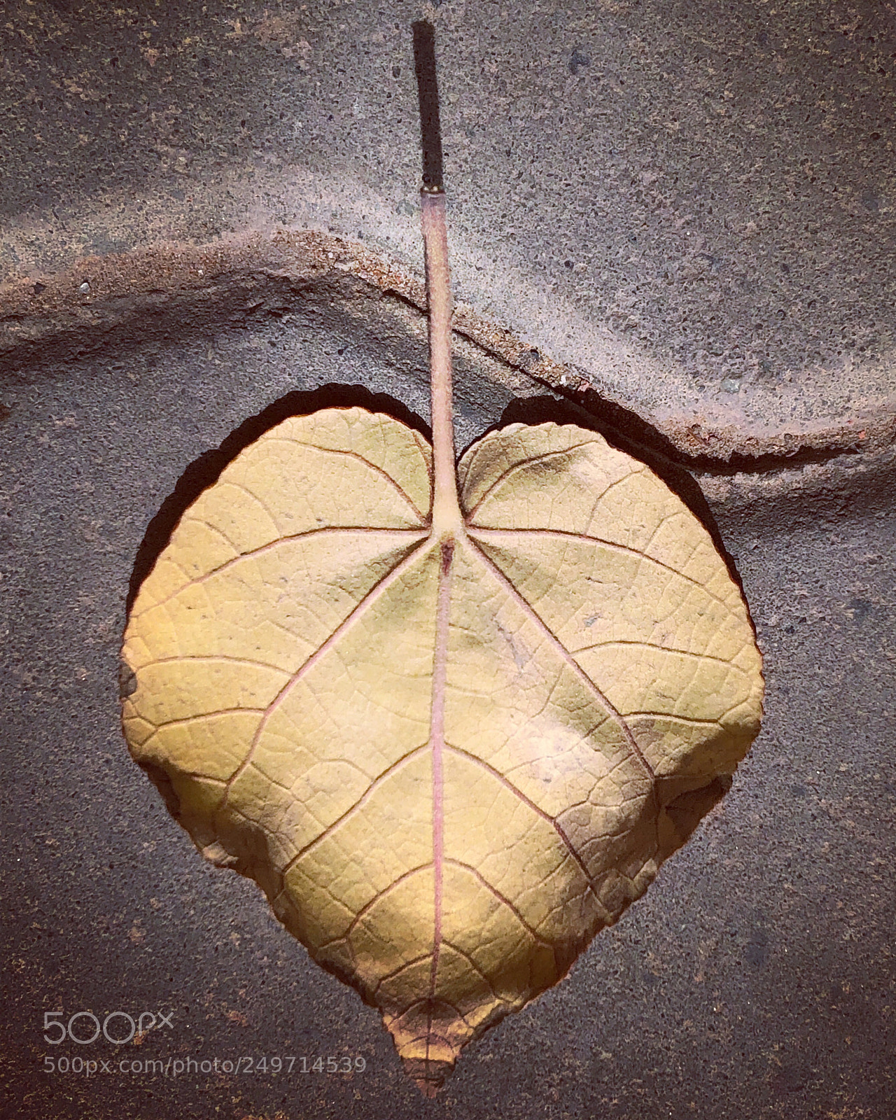 Apple iPhone X sample photo. Untitled photography