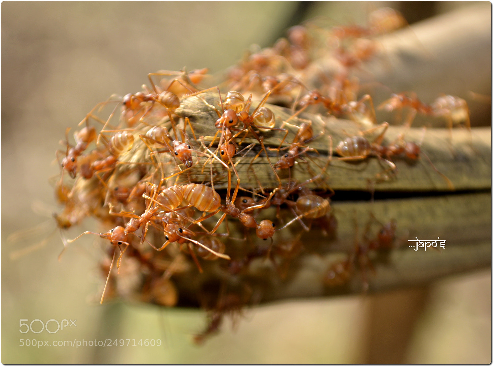 Nikon D5200 sample photo. Ant colony photography