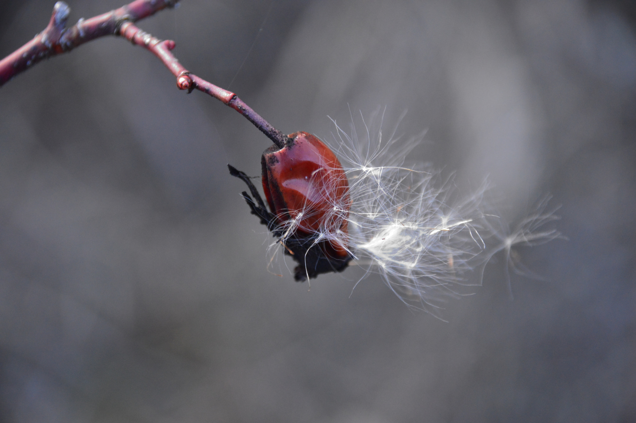Sigma 18-250mm F3.5-6.3 DC Macro OS HSM sample photo. Winter rose hip photography