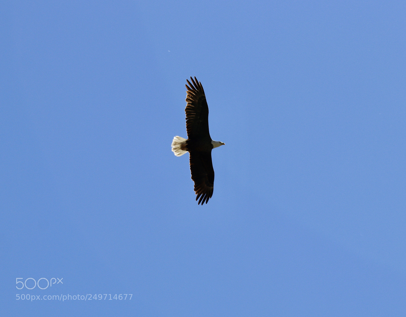 Canon EOS 80D sample photo. Eagle flight  photography