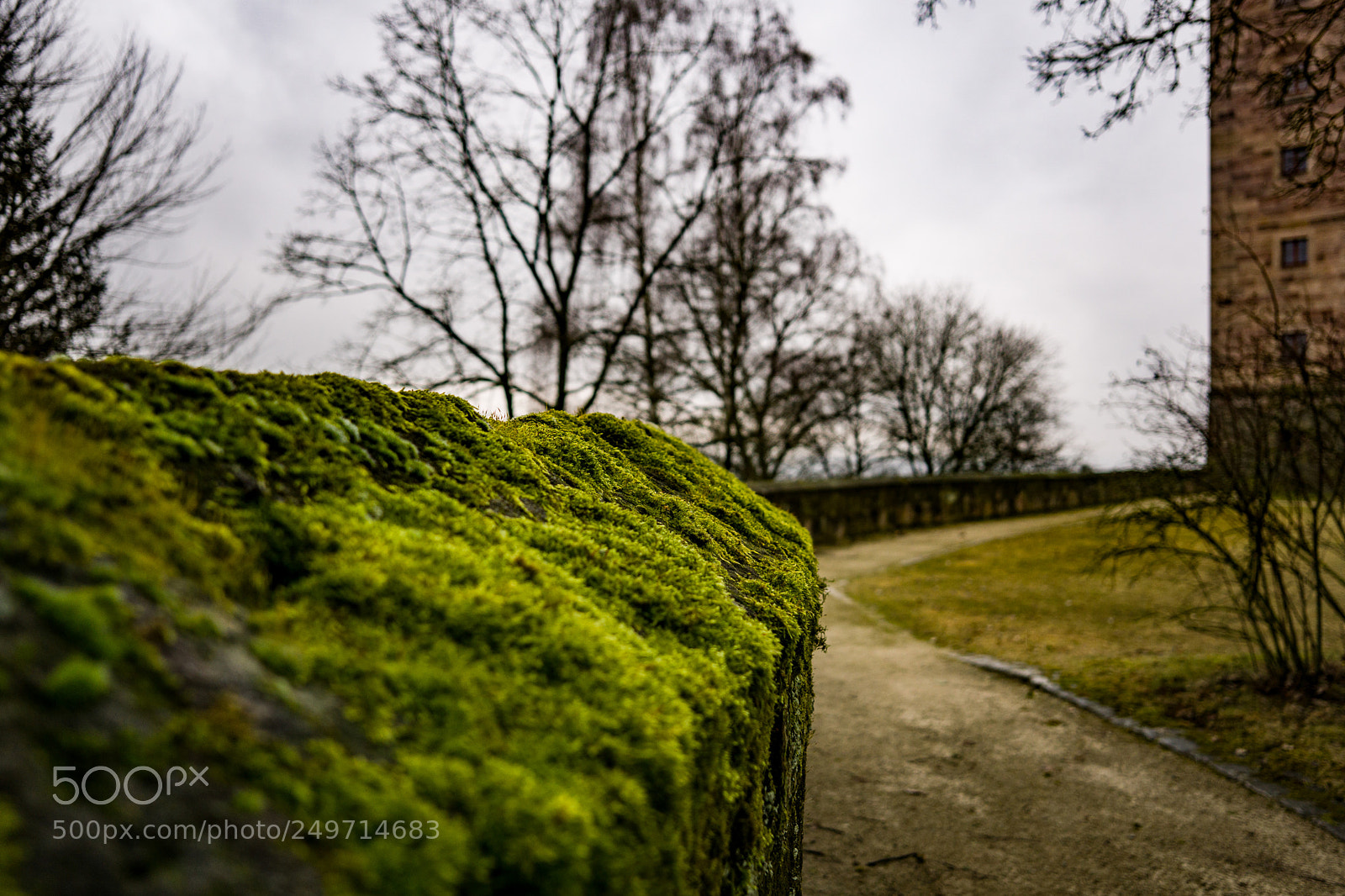 Sony a6000 sample photo. Moss on stone wall! photography