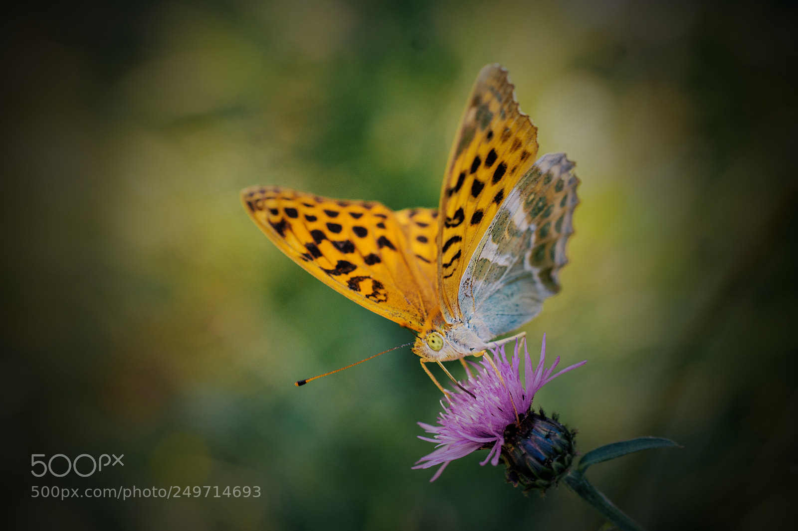 Nikon D7100 sample photo. Butterfly photography