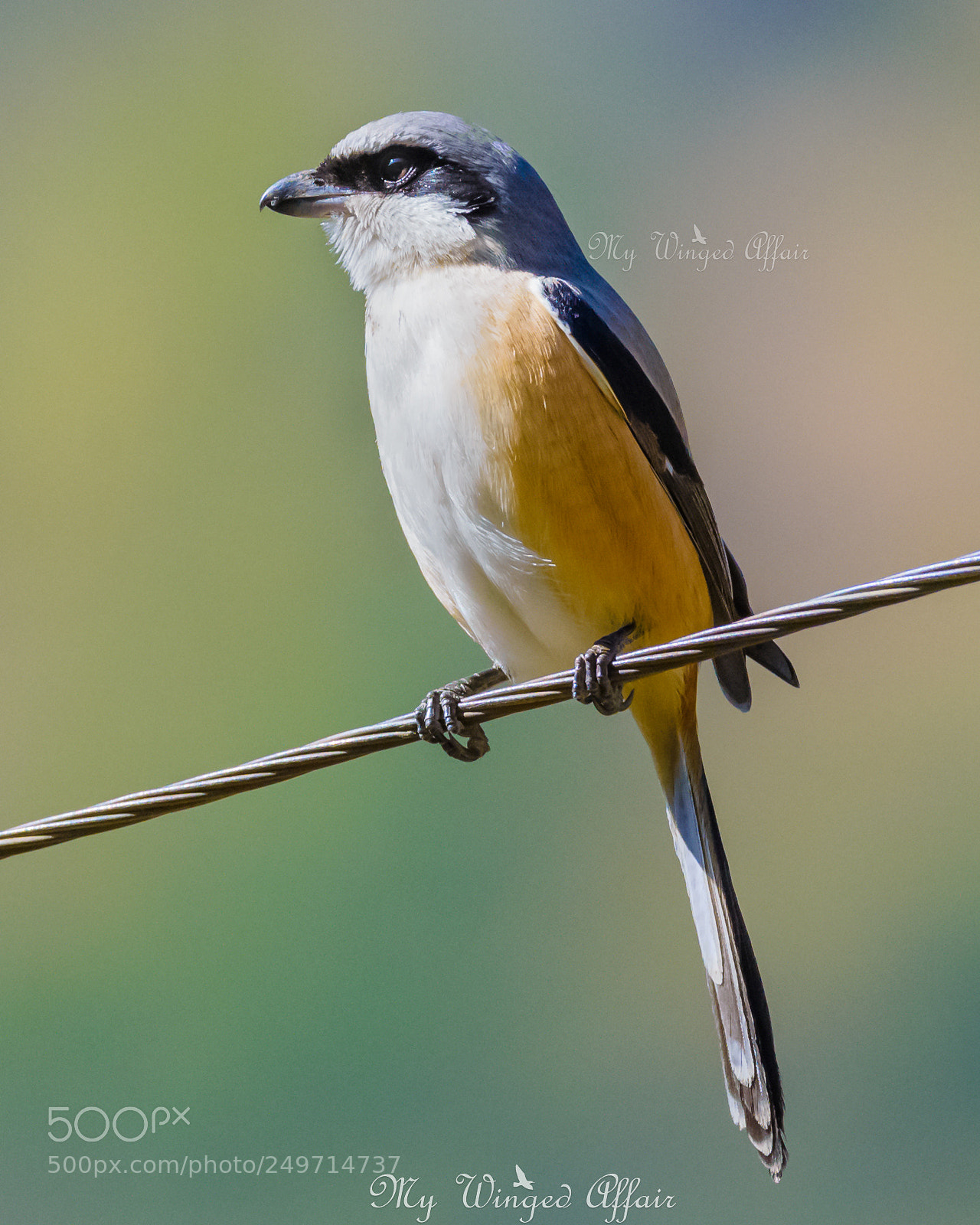 Nikon D610 sample photo. Long tailed shrike photography