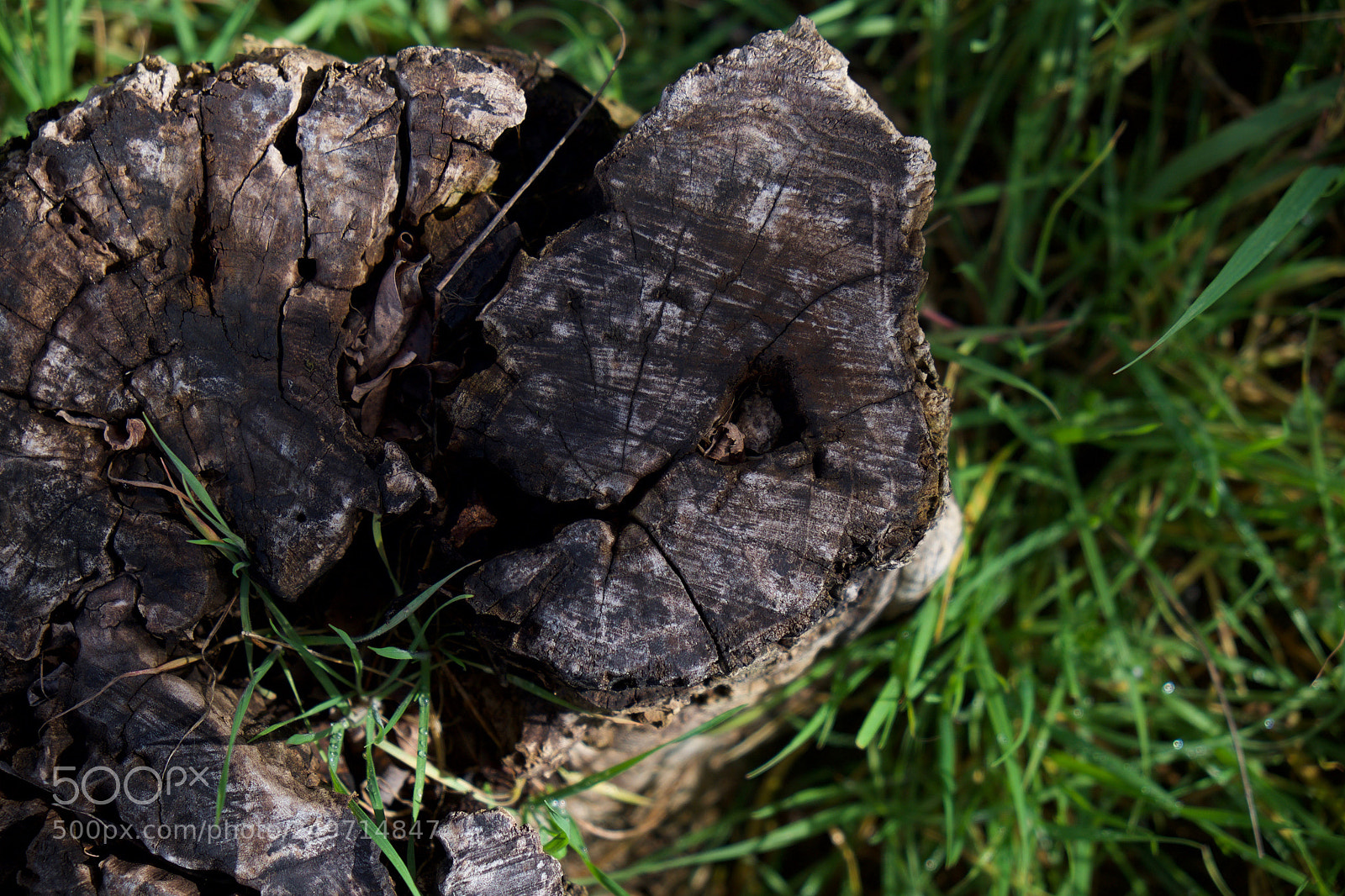 Fujifilm X-E1 sample photo. Wood & grass photography