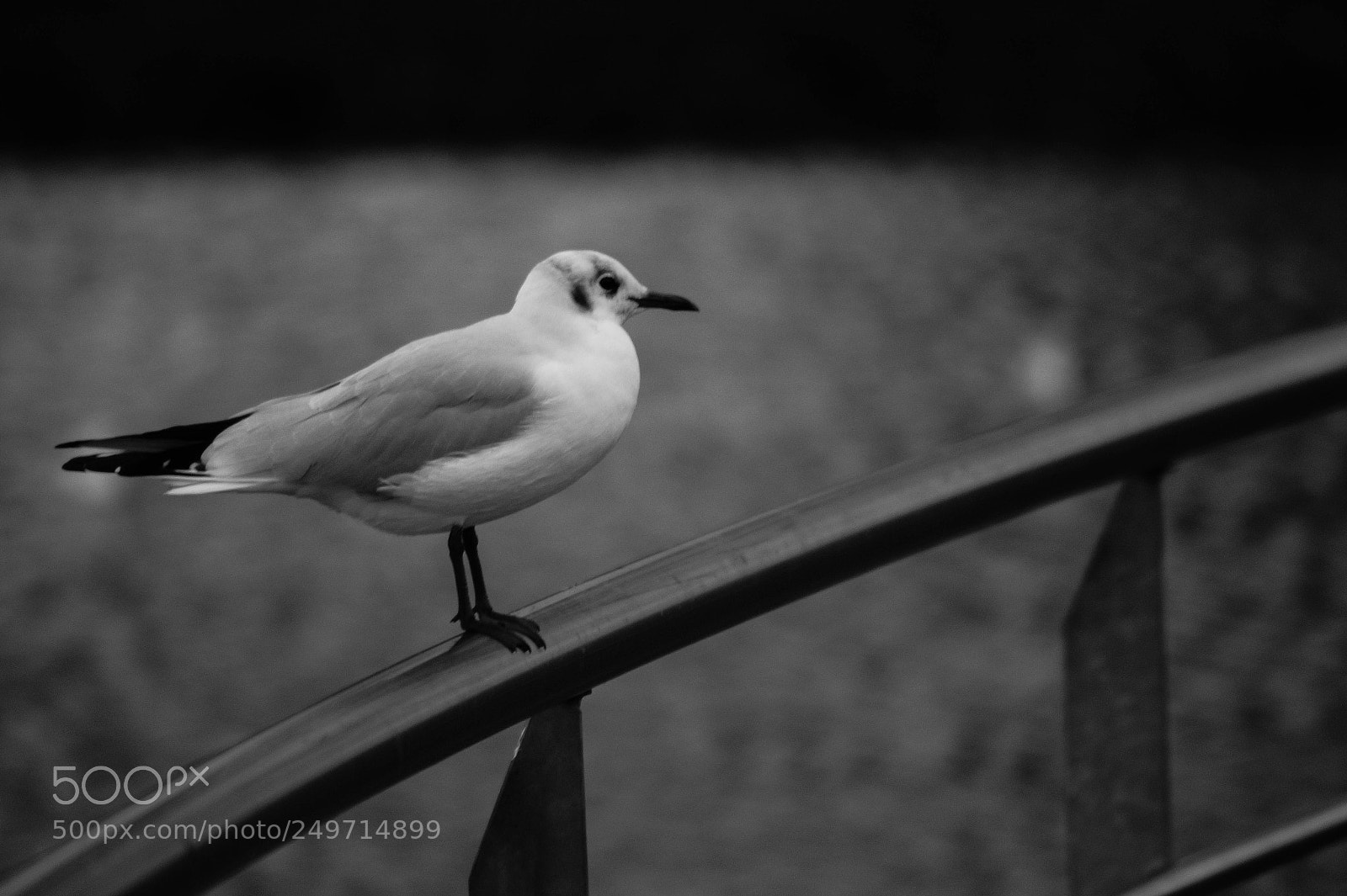 Sony SLT-A58 sample photo. A bird in a photography