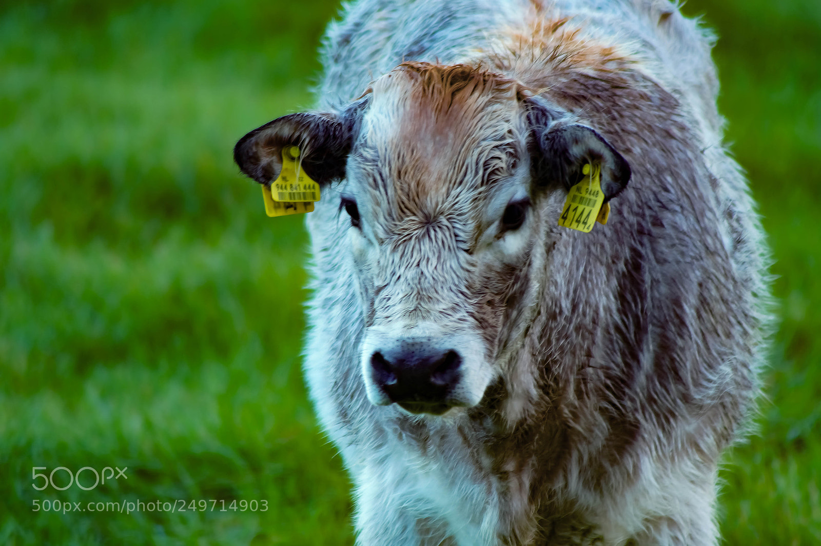 Sony SLT-A58 sample photo. Cow in the field photography