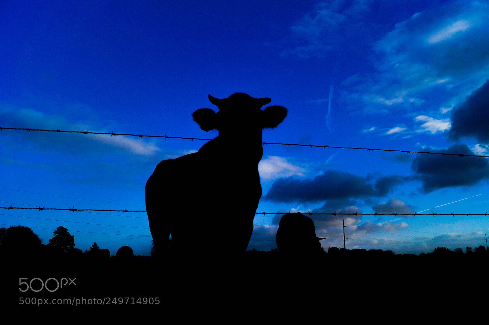 Sony SLT-A58 sample photo. Bull silhouette photography
