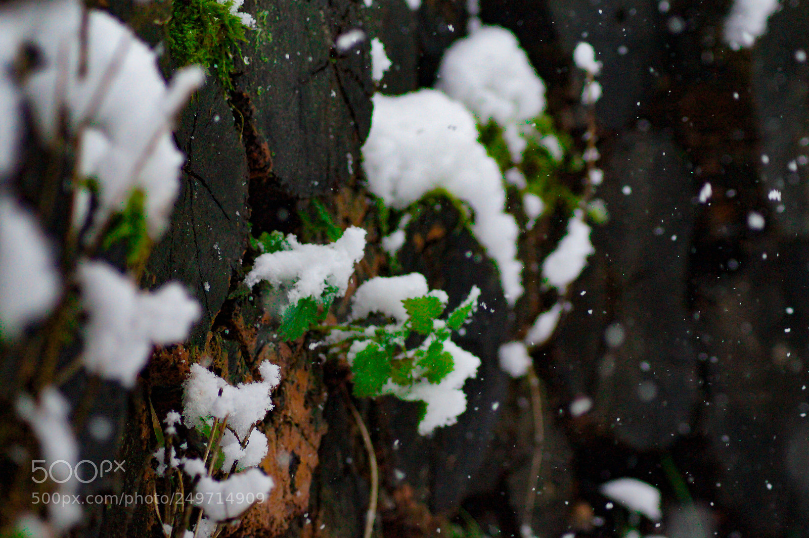 Sony SLT-A58 sample photo. Winter logs photography