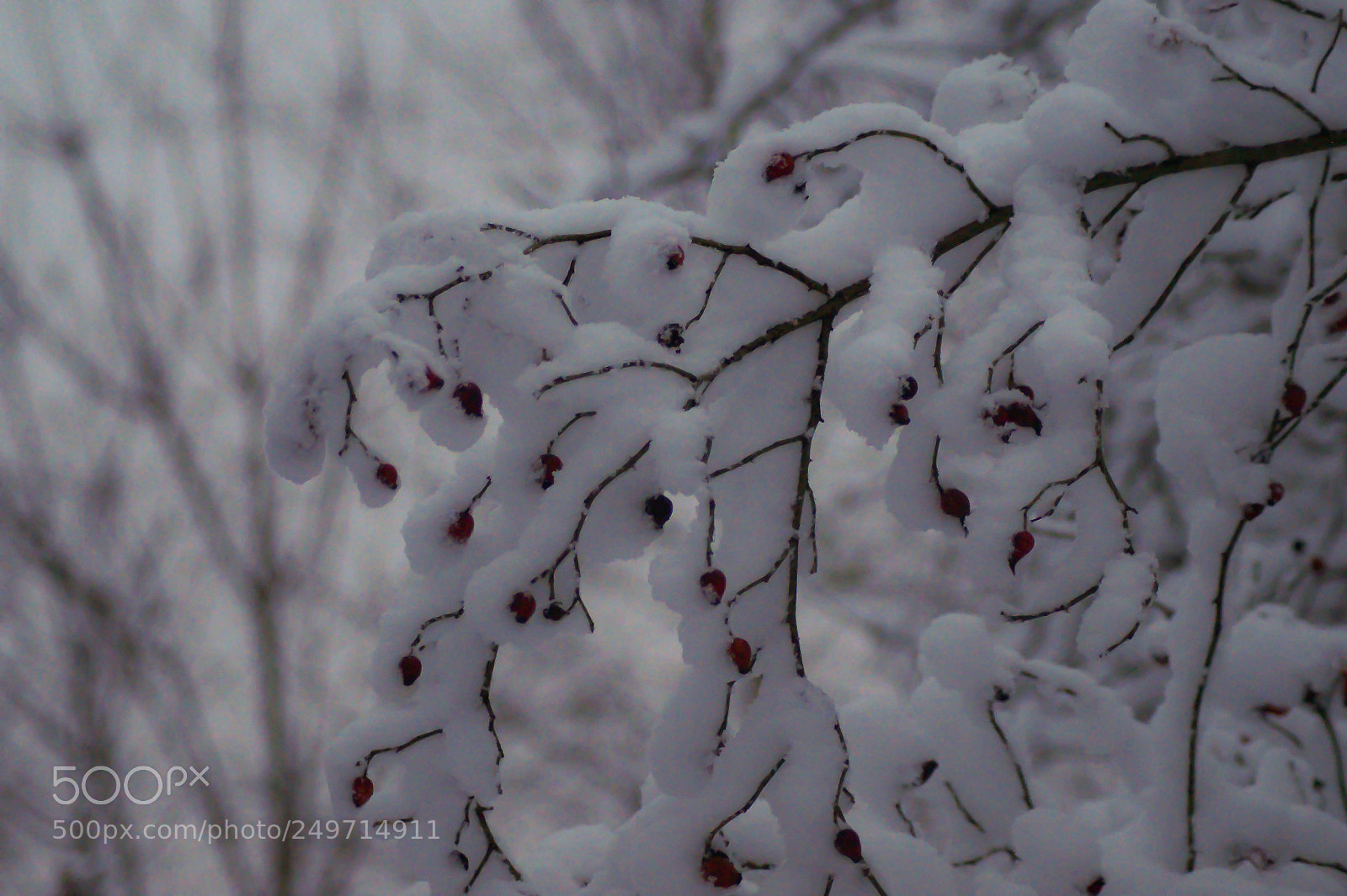 Sony SLT-A58 sample photo. Snow on a branch photography