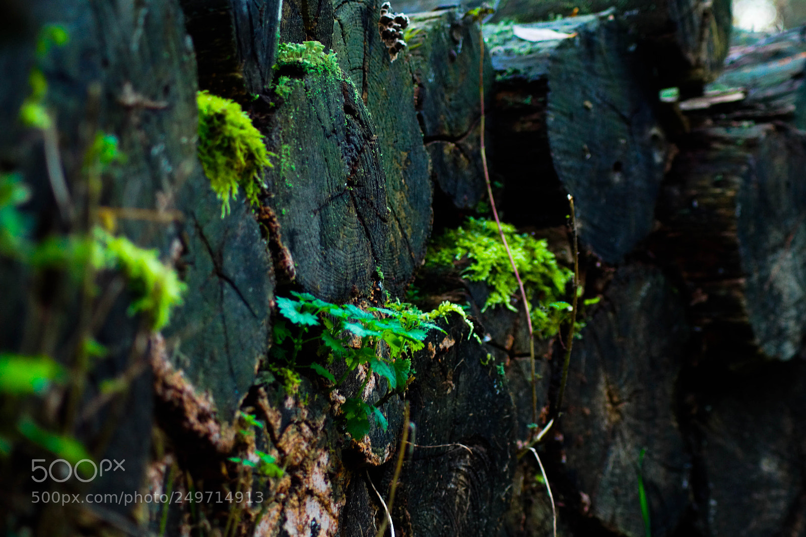 Sony SLT-A58 sample photo. Moss on logs photography