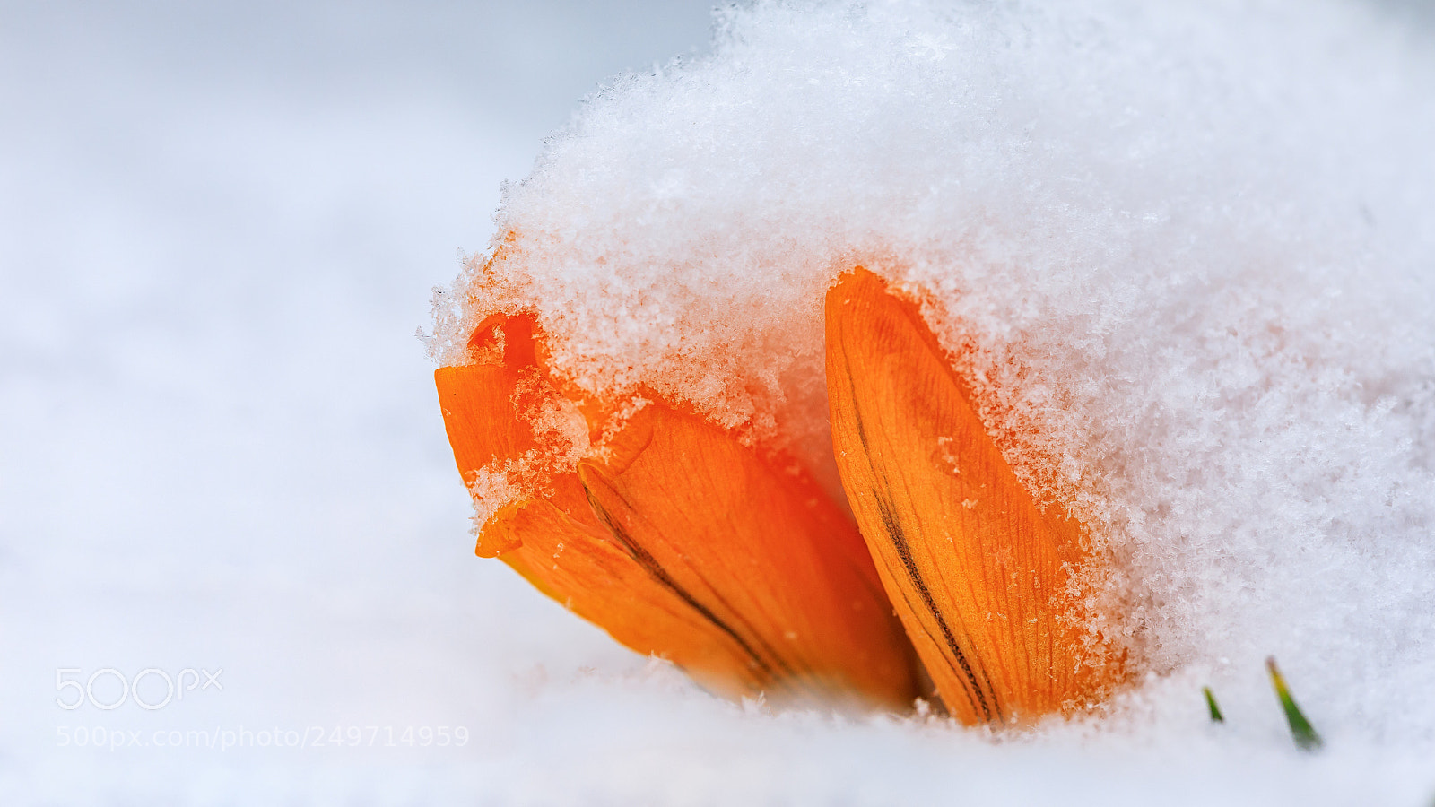 Canon EOS 5D Mark IV sample photo. Crocus in the snow photography