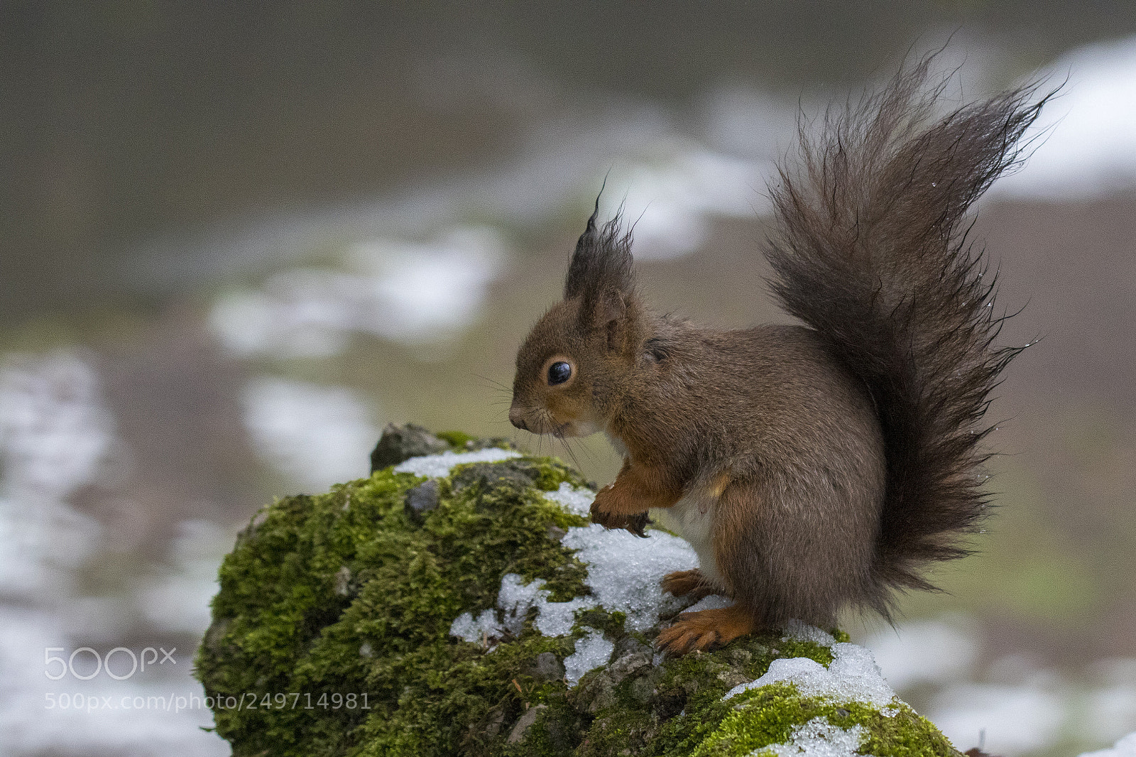 Canon EOS 7D Mark II sample photo. Red squirrel photography