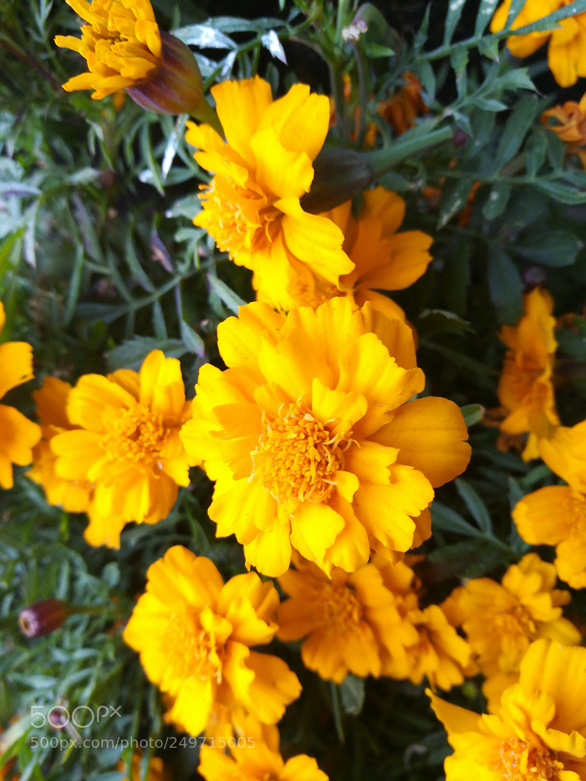 HUAWEI honor 6x sample photo. Untitled photography