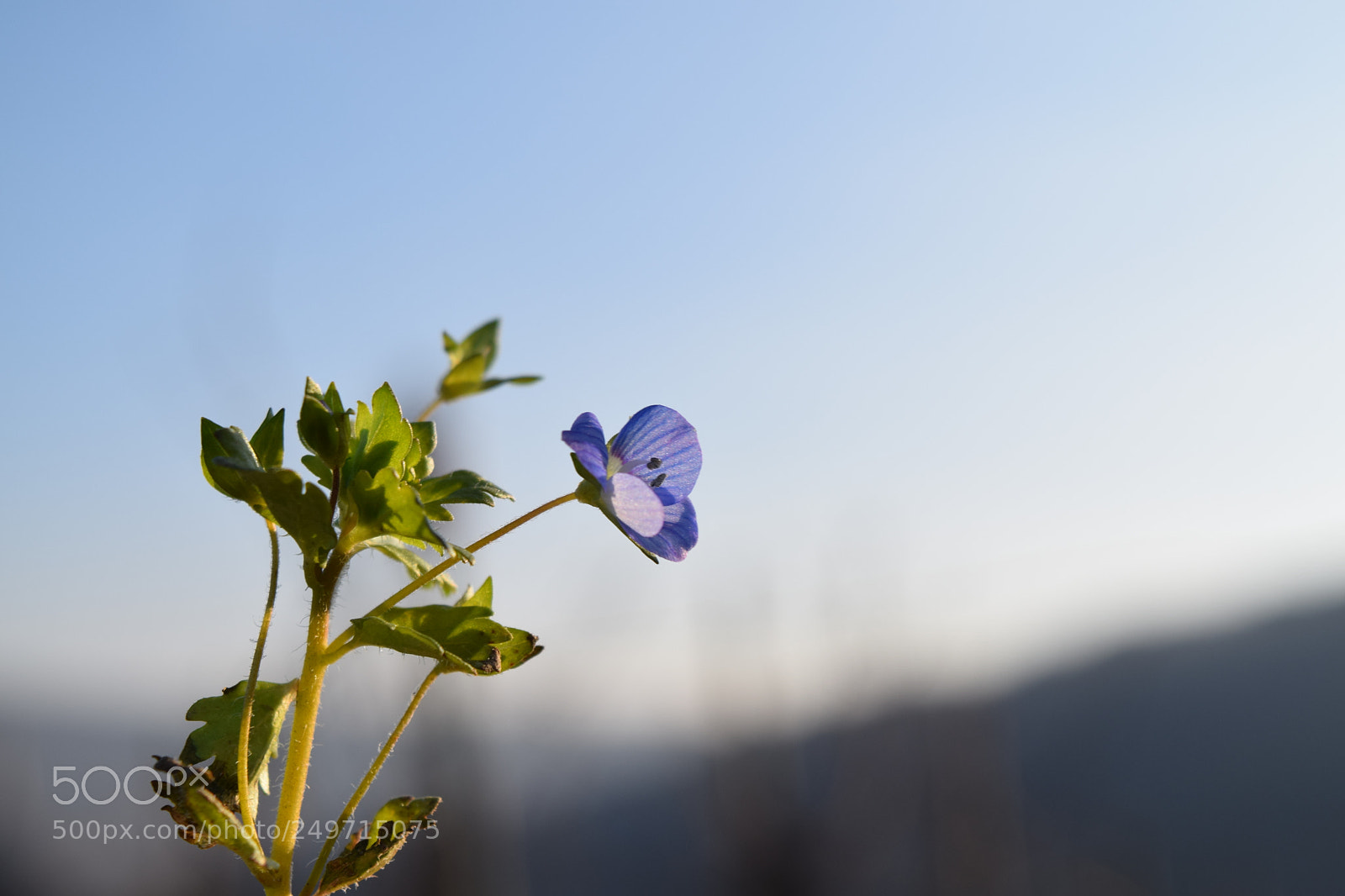 Nikon D5300 sample photo. The blue flower photography