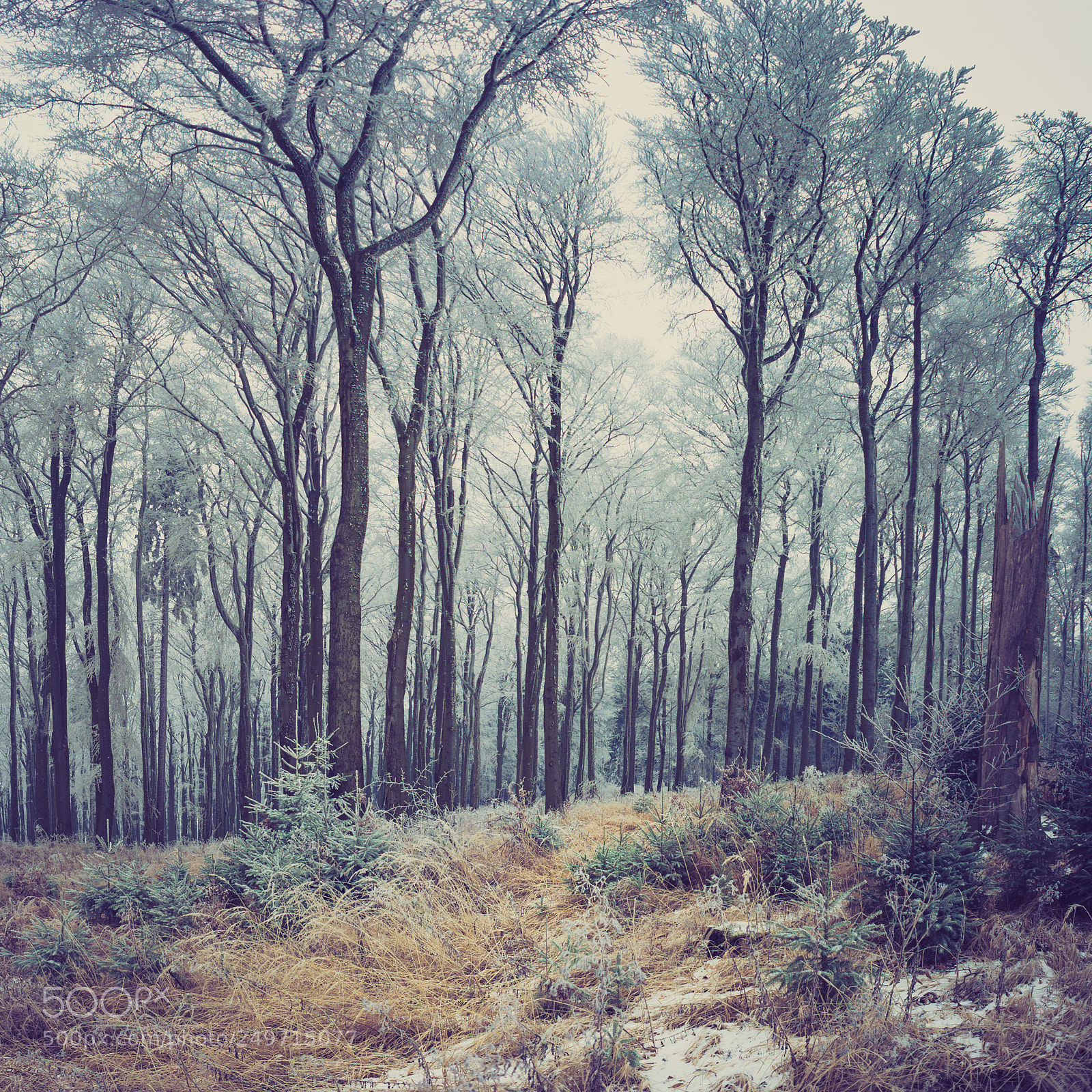 Nikon Df sample photo. Winterwald photography