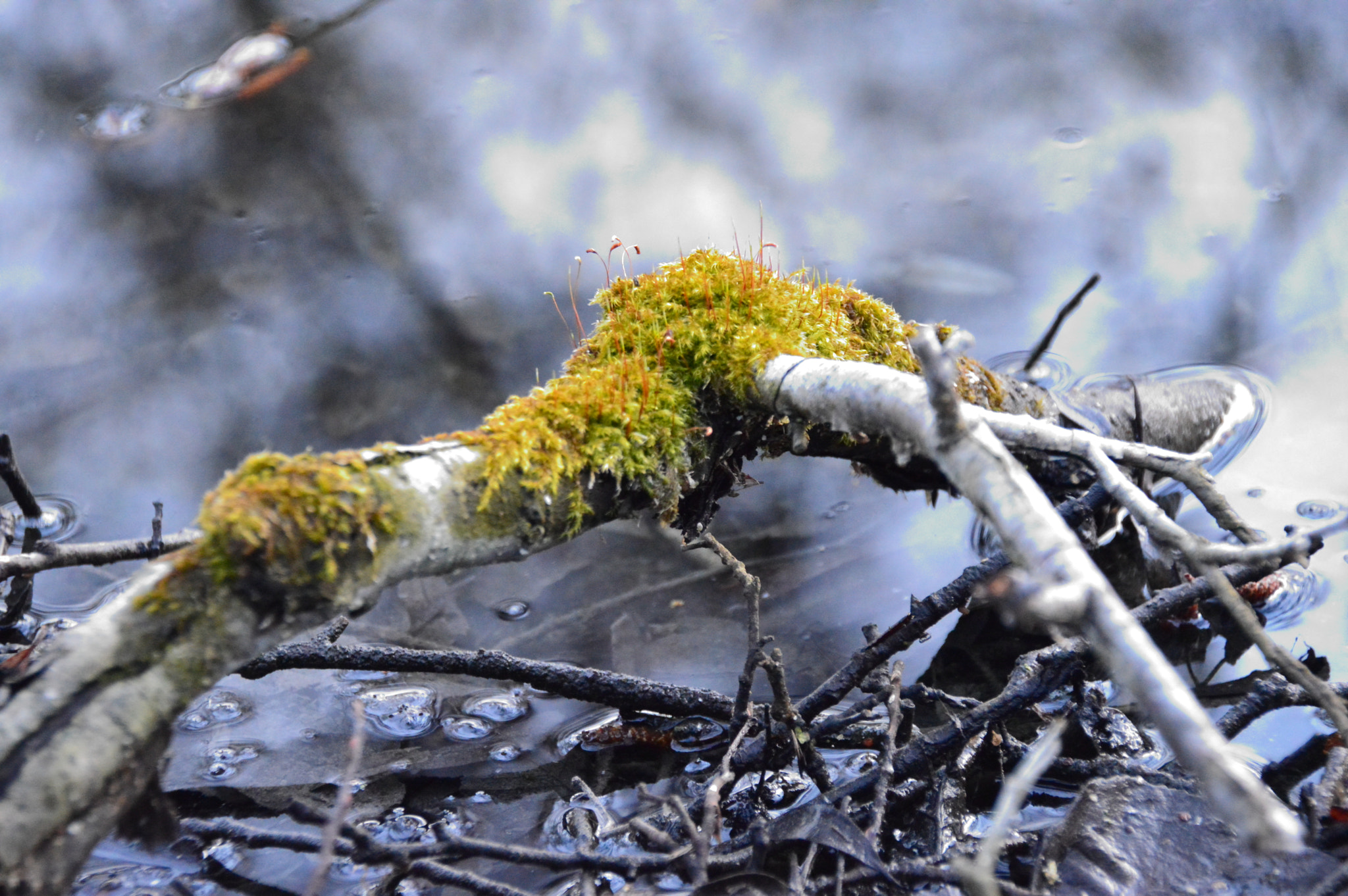 Nikon D3200 + Sigma 18-250mm F3.5-6.3 DC Macro OS HSM sample photo. Growing moss over the marshes photography