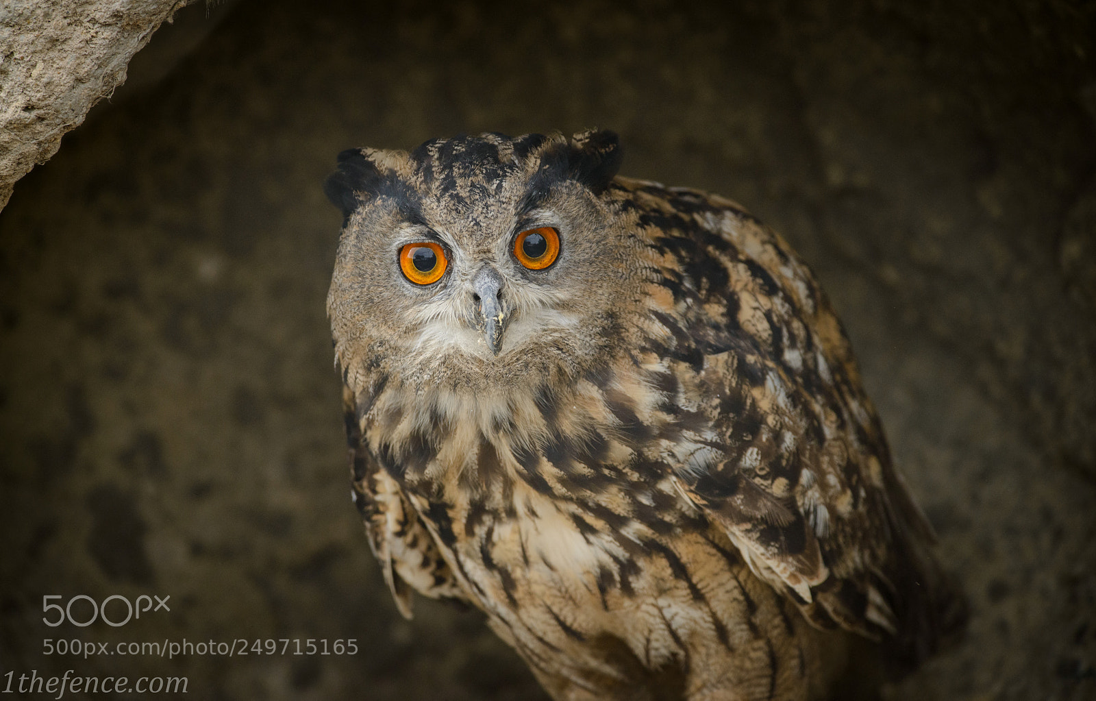Nikon D800 sample photo. Eagle owl photography