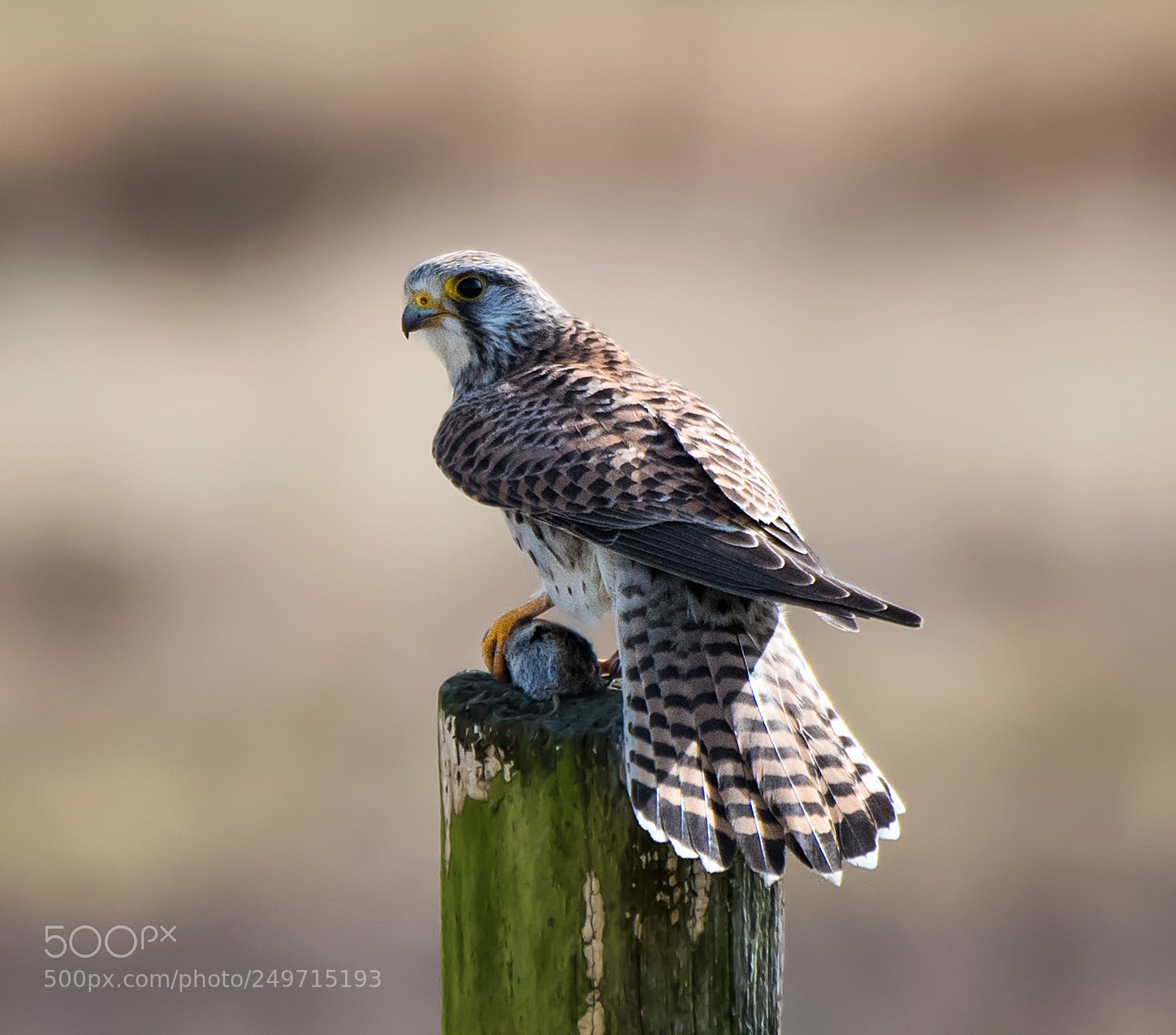 Nikon D500 sample photo. Kestrel with mouse... photography
